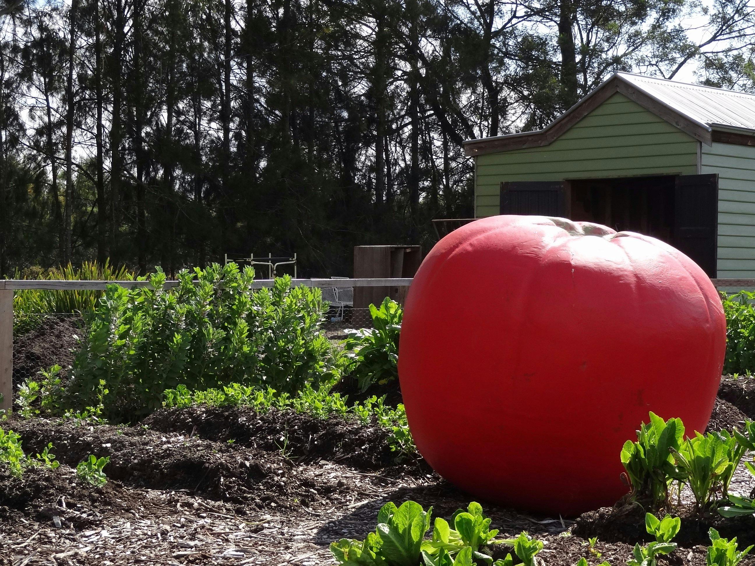 Tomato