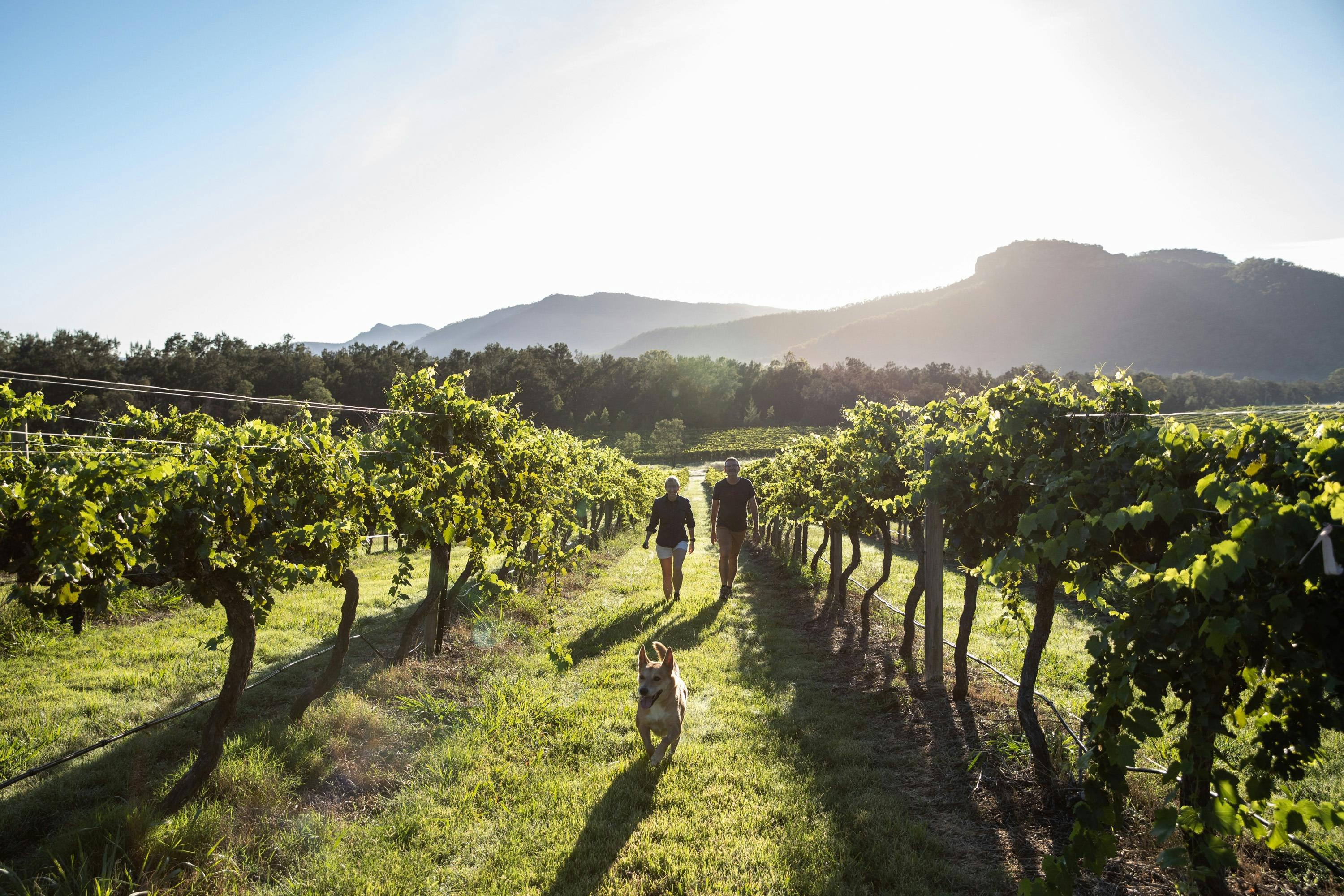 The Little Wine Co. PopUp Cellar Door Sydney, Australia Official