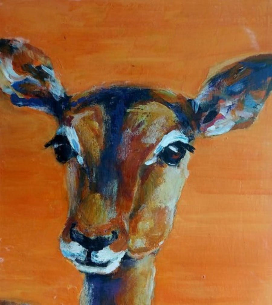 Deer standing facing forward
