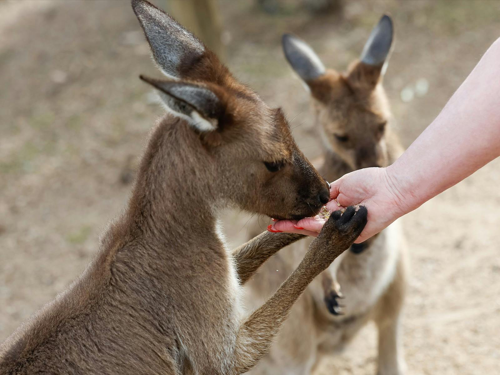 Two Kangaroo Island Kangaroos eat grass pellets from a person's hand