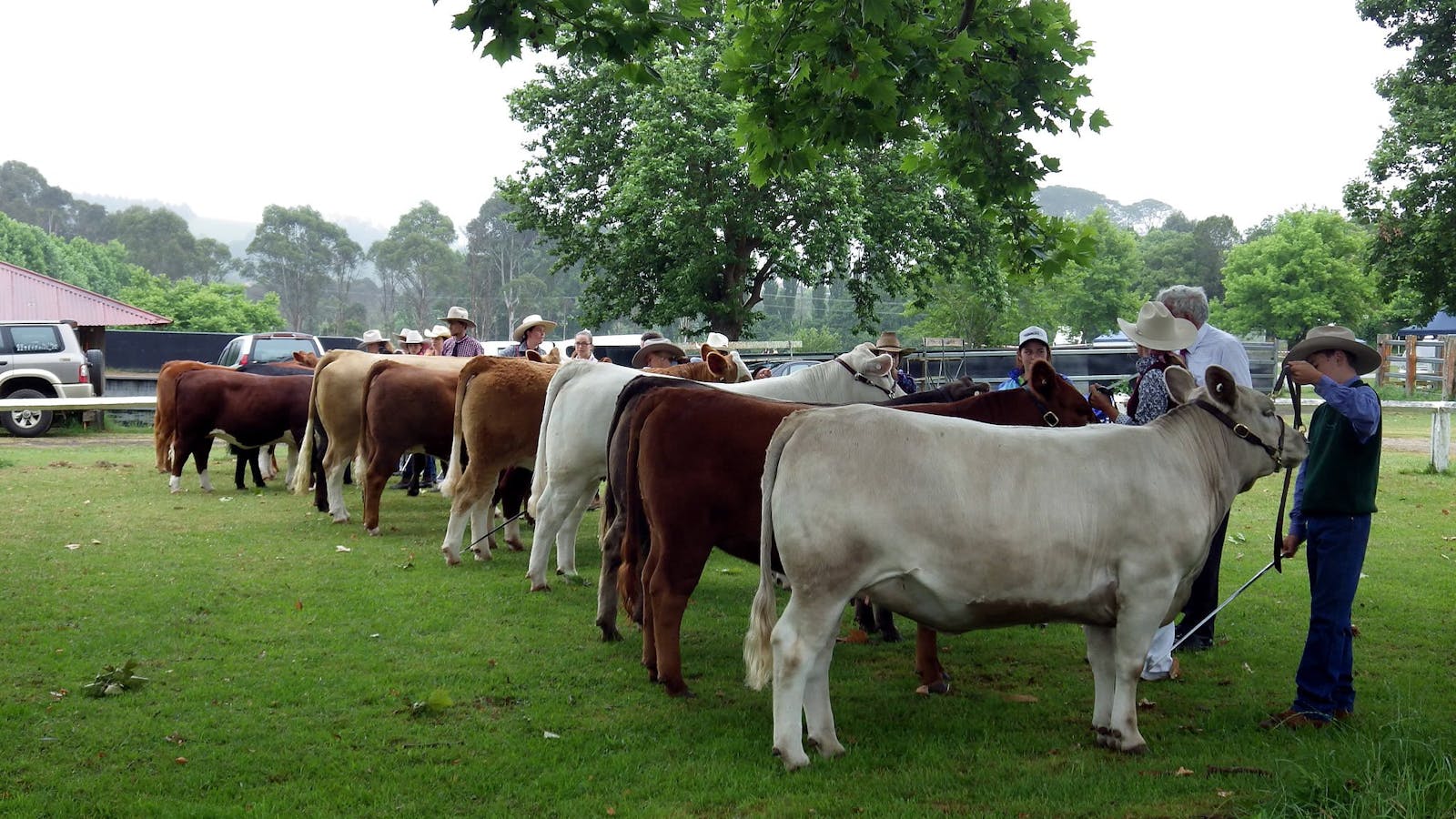 Image for Dorrigo Agricultural Show