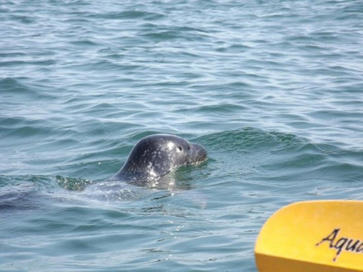 Young seal pup near breakwall