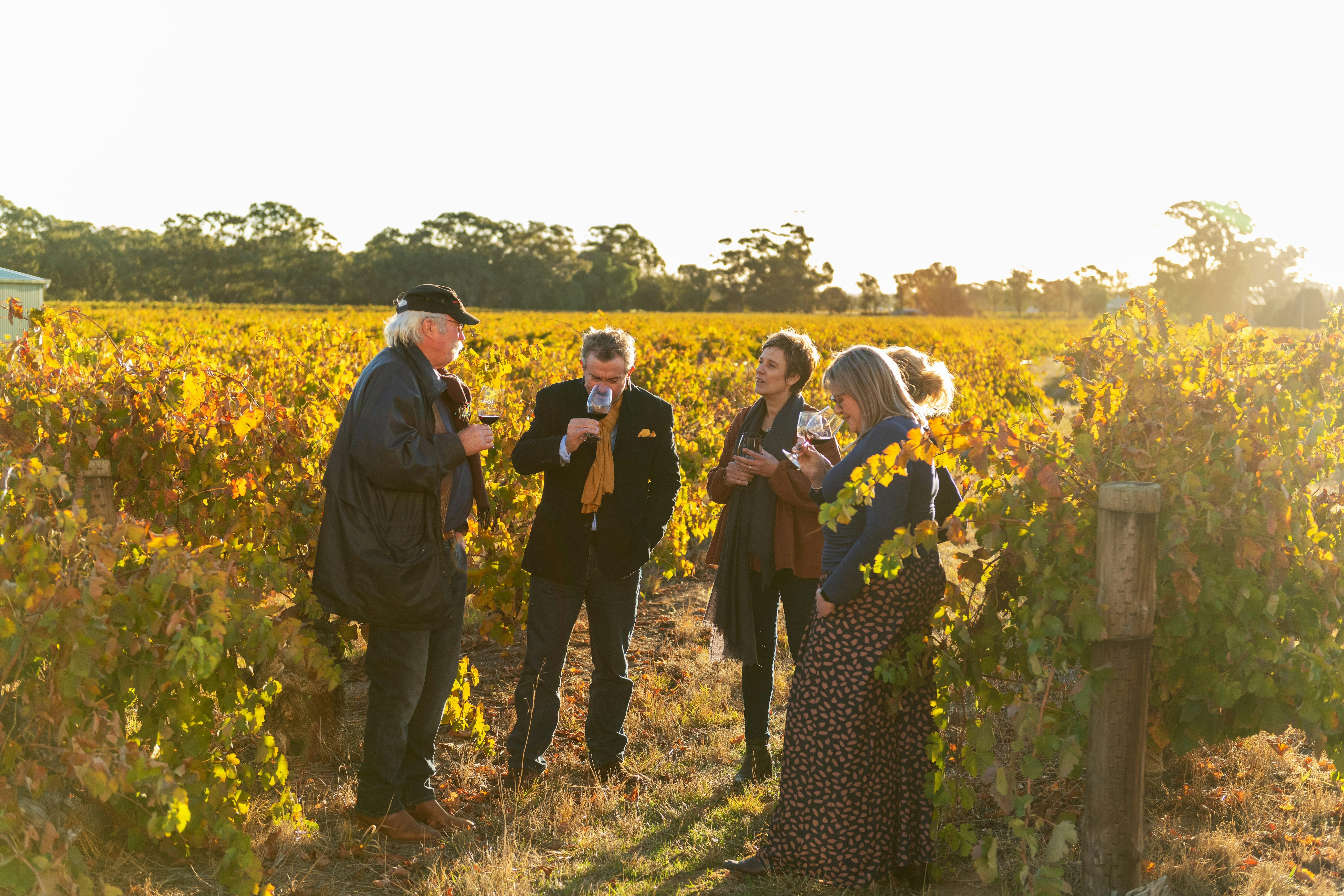 Winemaker tour in vineyards
