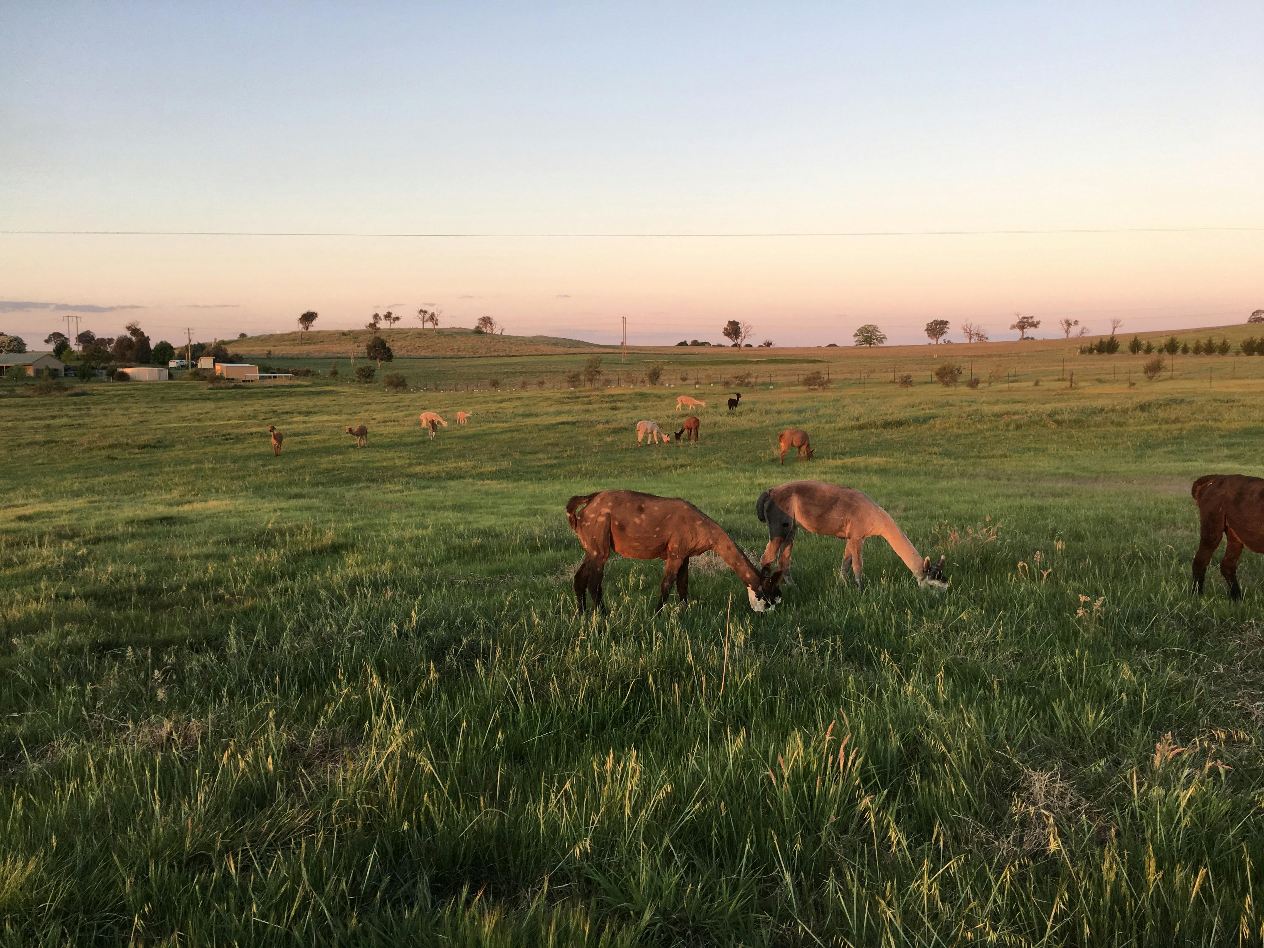 One Tree Hill Alpaca Farm | NSW Holidays & Accommodation, Things to Do