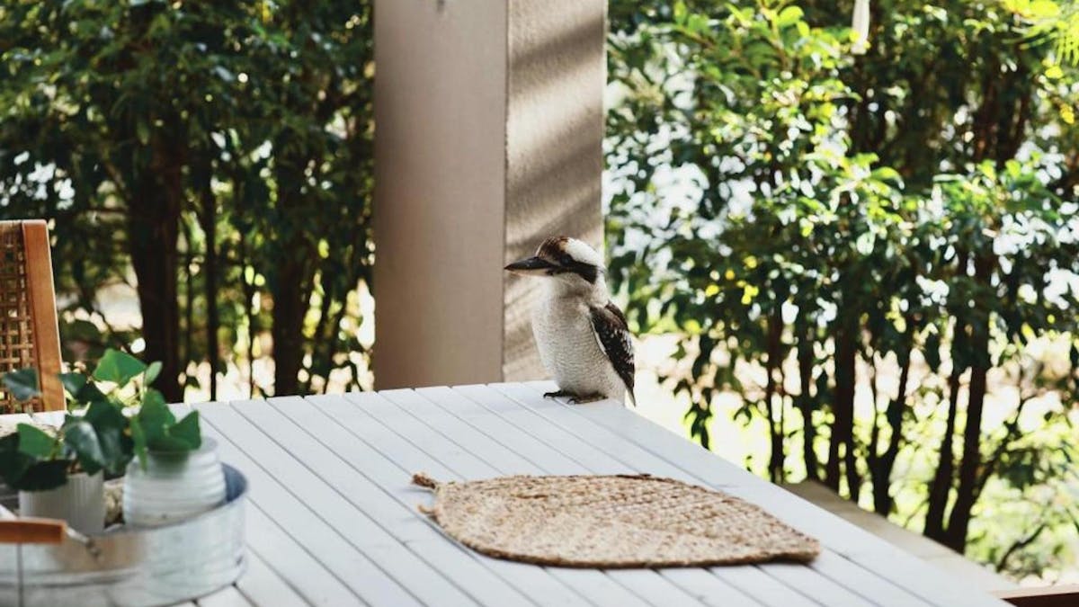 Outdoor Balcony with Kookaburra