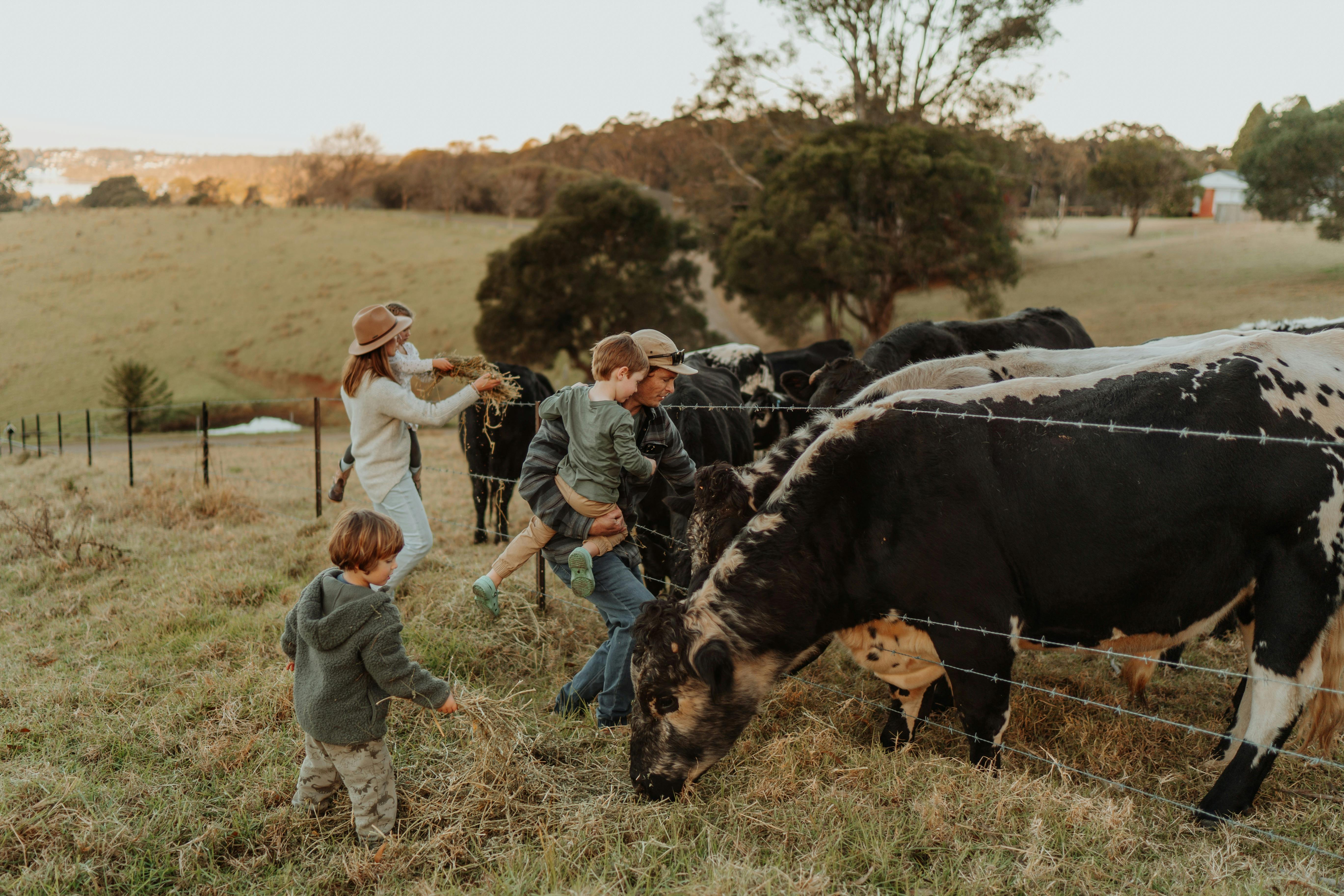 農場の動物たちと触れ合う。人懐っこい牛たちに餌をあげる
