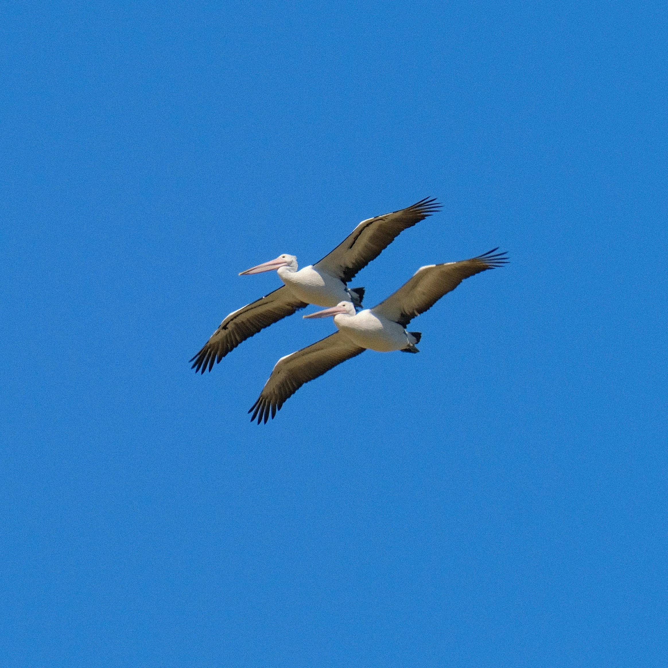 Gracefully gliding along the Yuraygir Coastal Walk