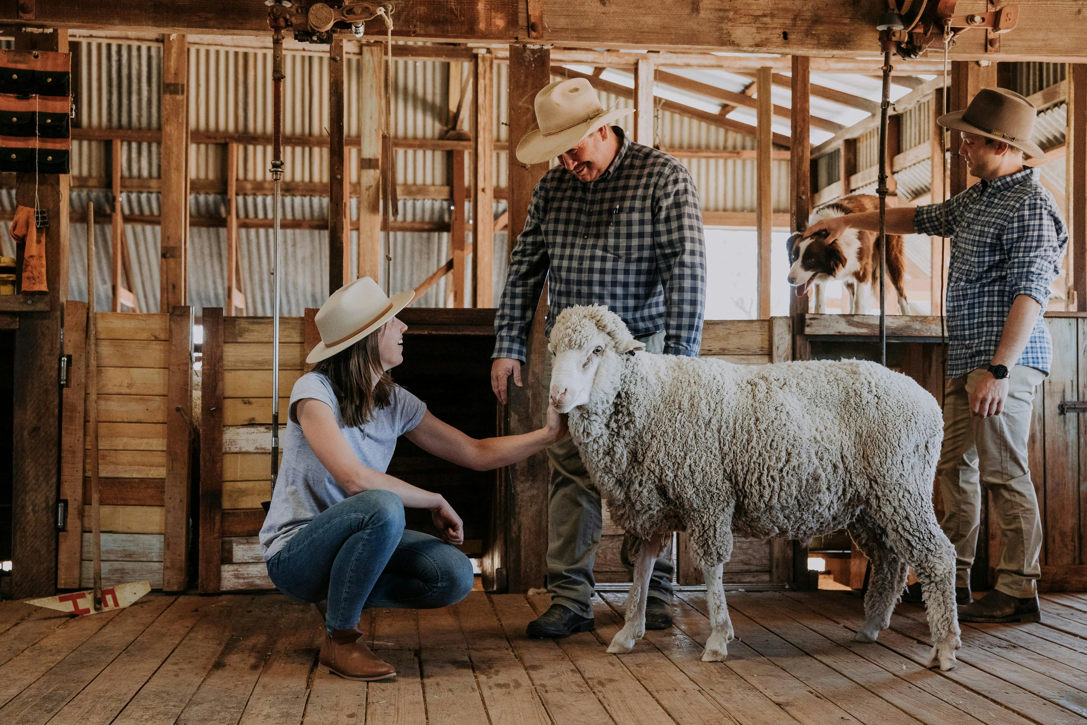 Lady patting a merino sheep with a man beside them