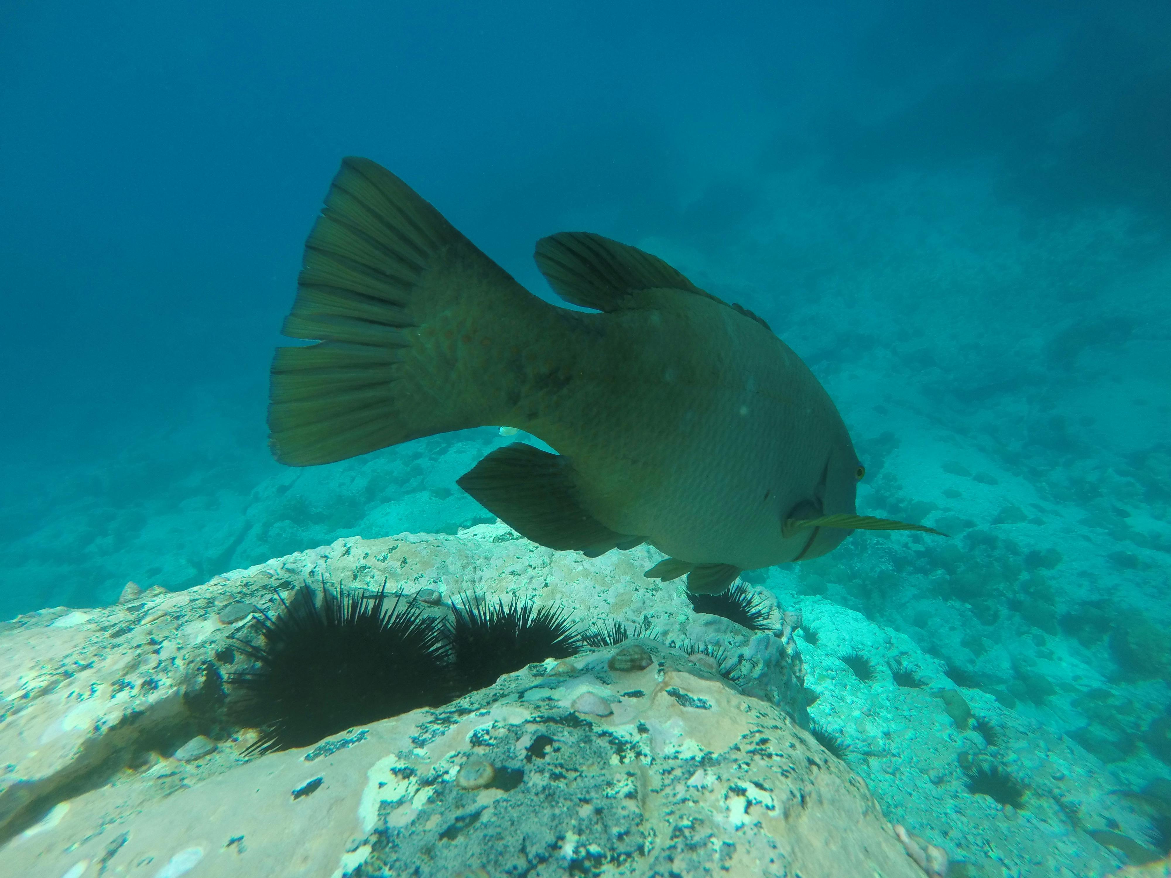 Snorkelling Merimbula Wharf