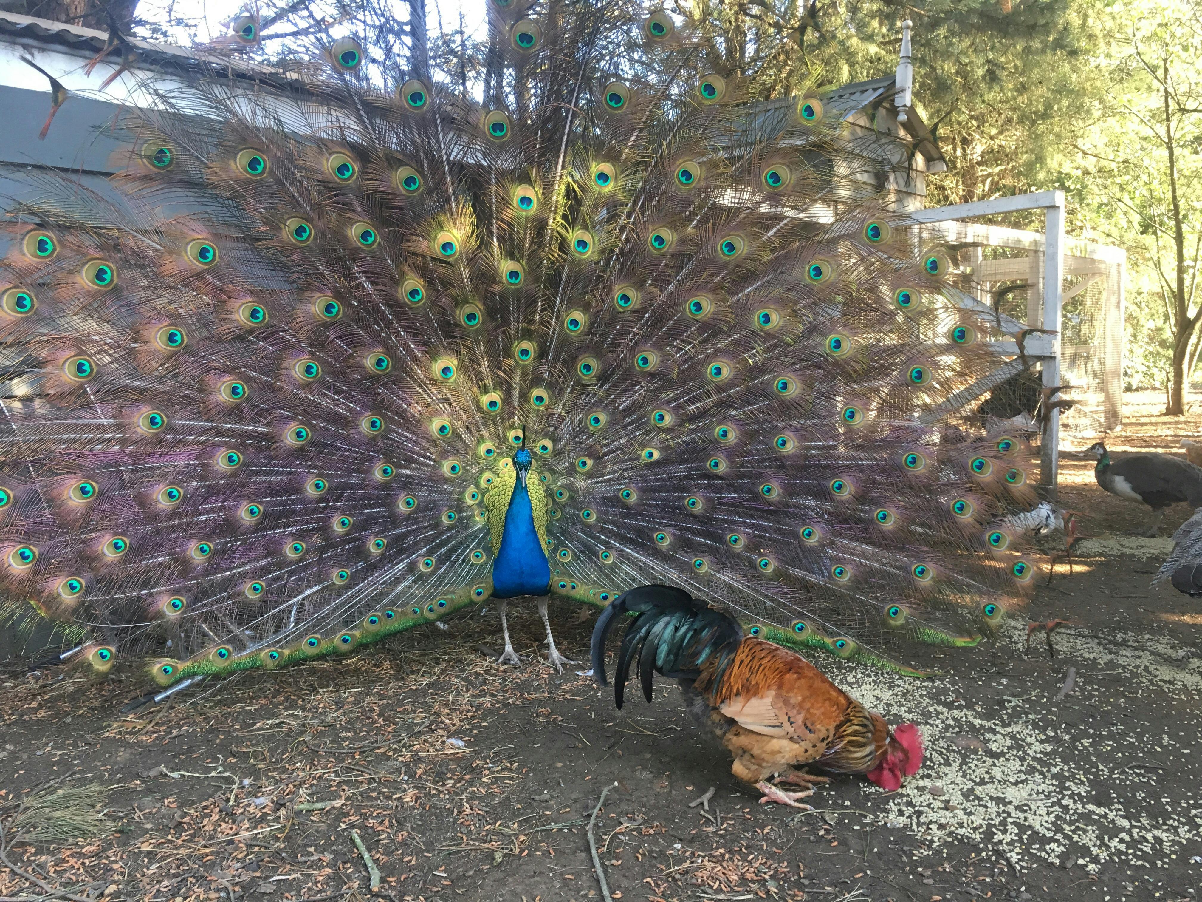 peacock and rooster