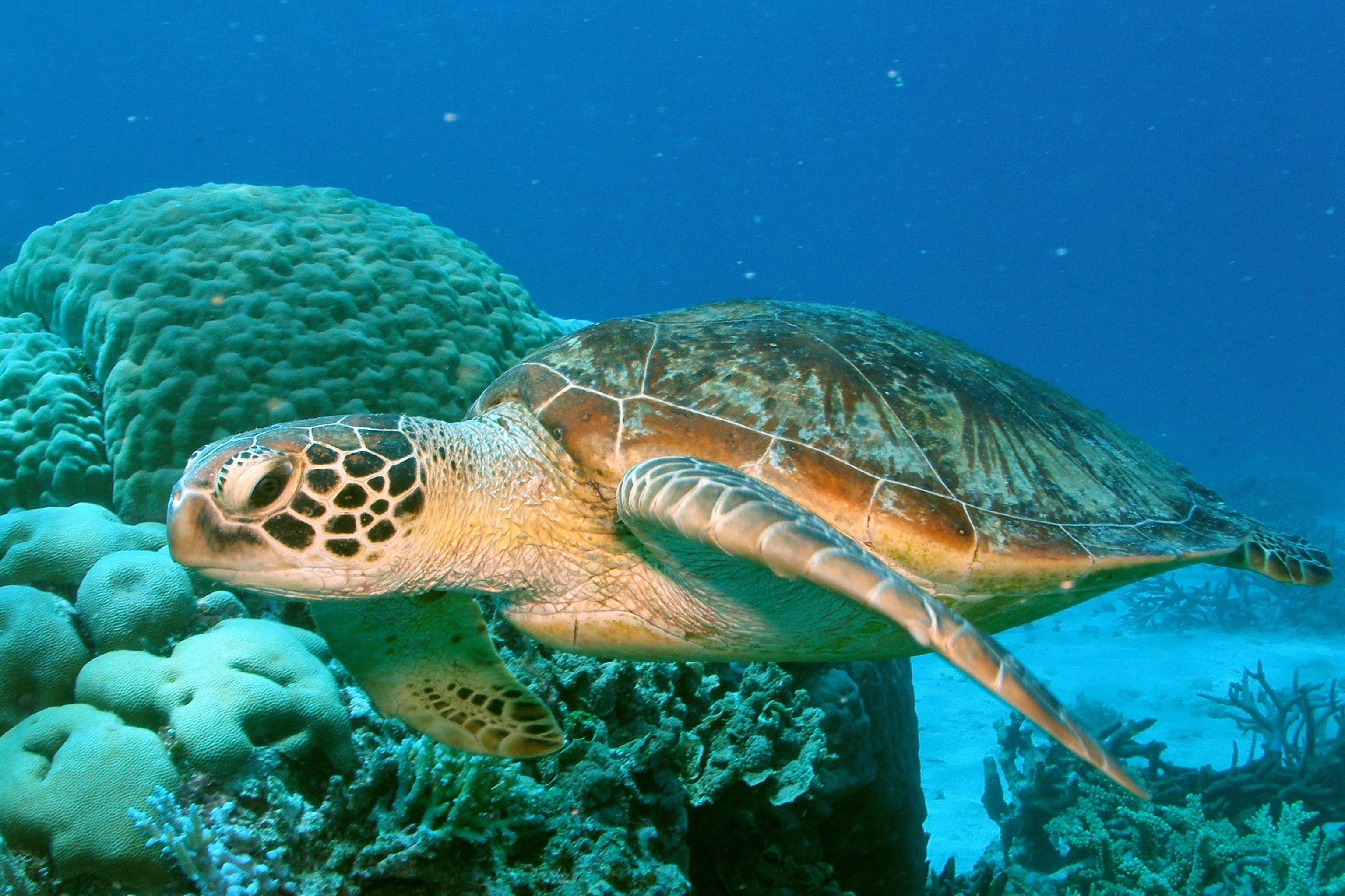 Green Sea Turtle at Low Isles