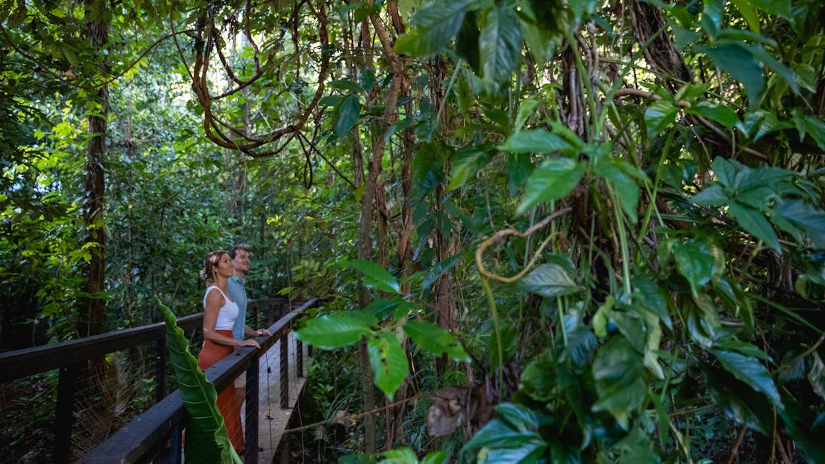 Daintree Ecolodge rainforest walks with couple on the walking platform