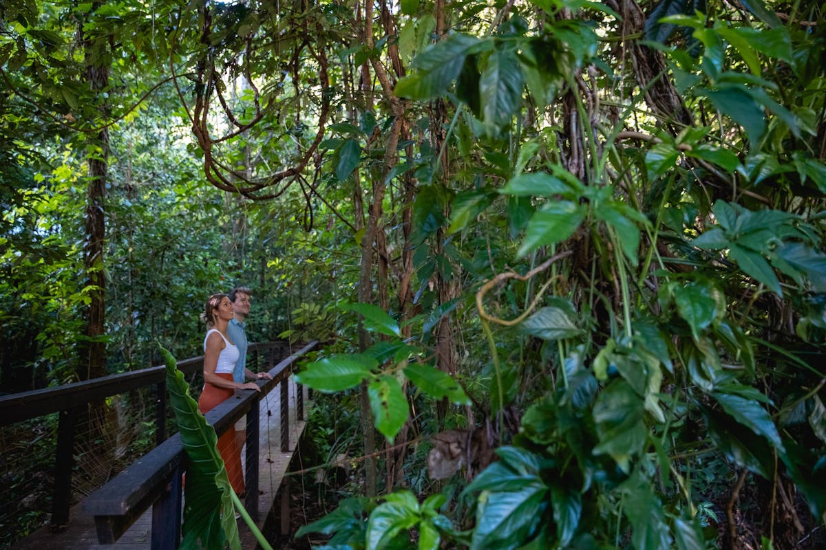 Daintree Ecolodge rainforest walks with couple on the walking platform