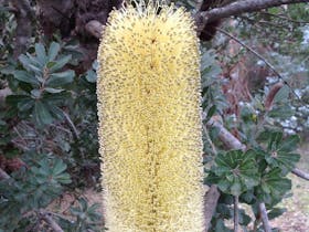 Yellow bottle brush flower