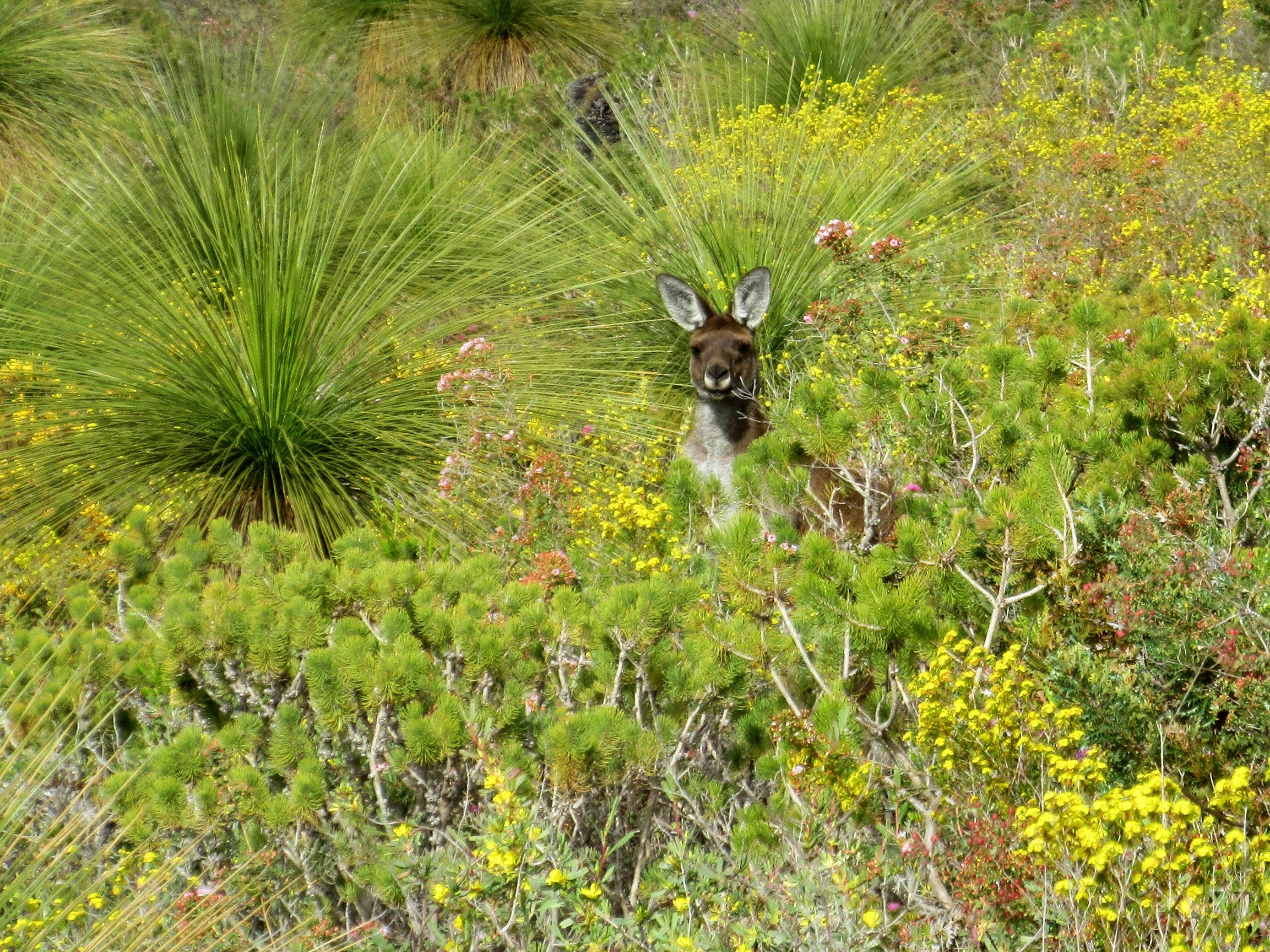 Perth Birds and Bush, Perth, Western Australia