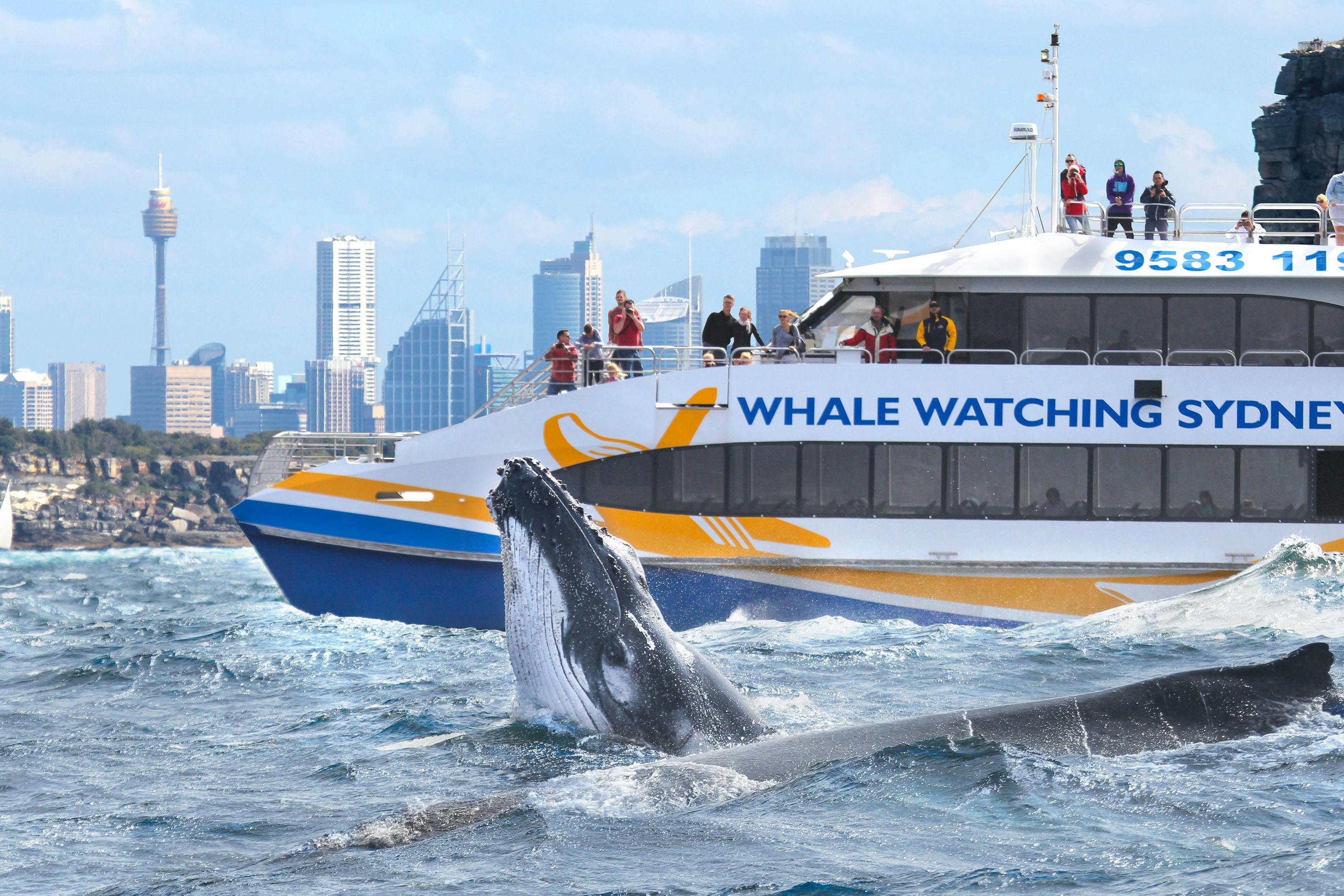 3hr Discovery Cruise