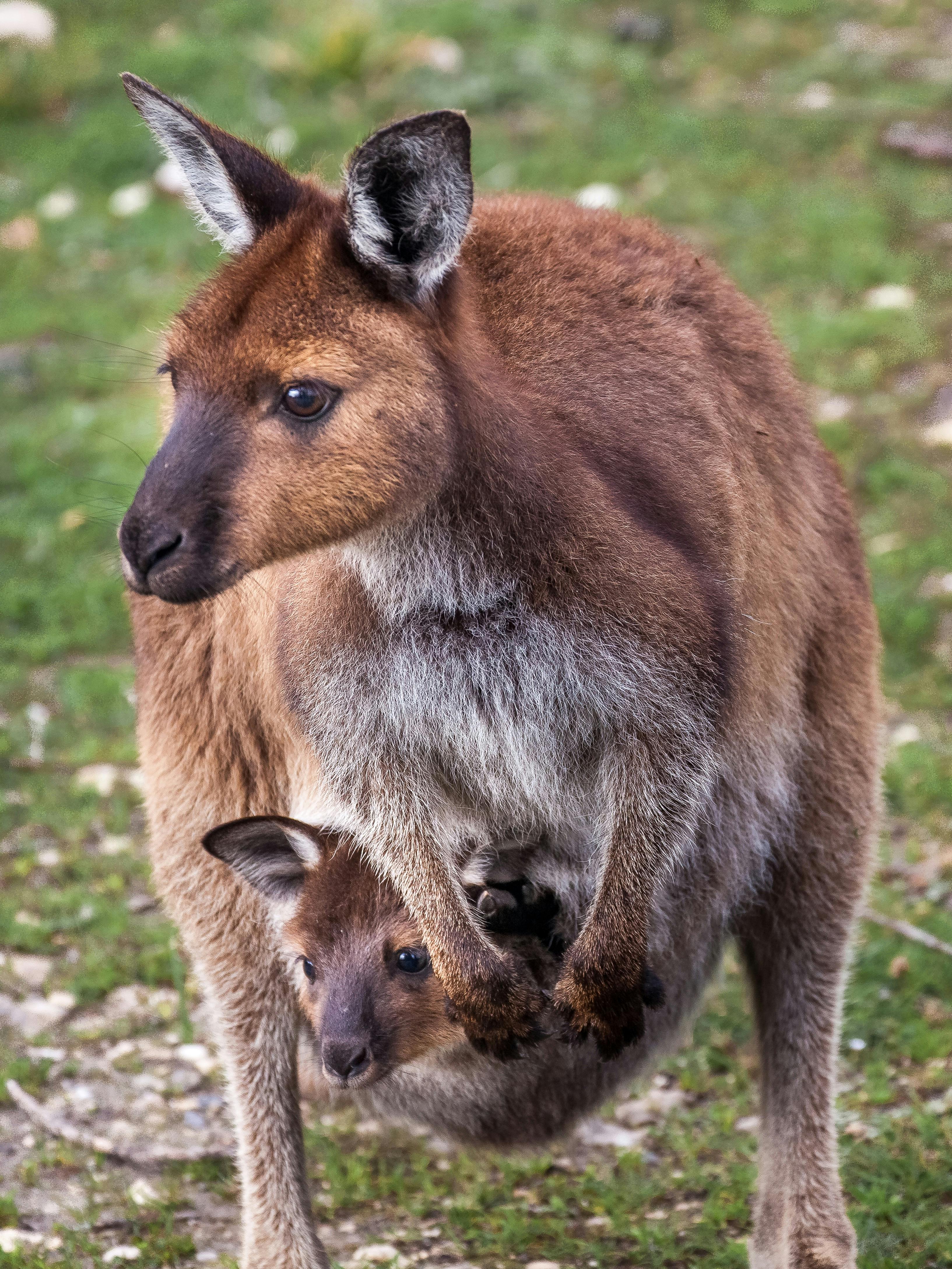 Kangaroo Island Trails