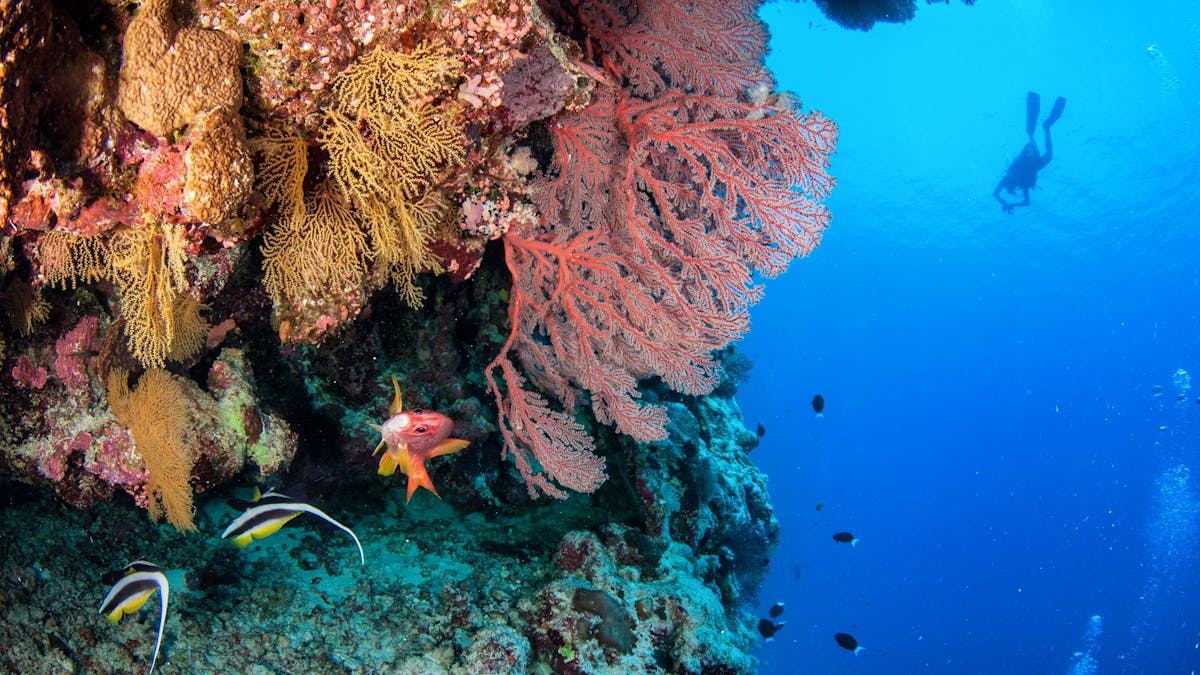 Deep Wall Scuba Diving