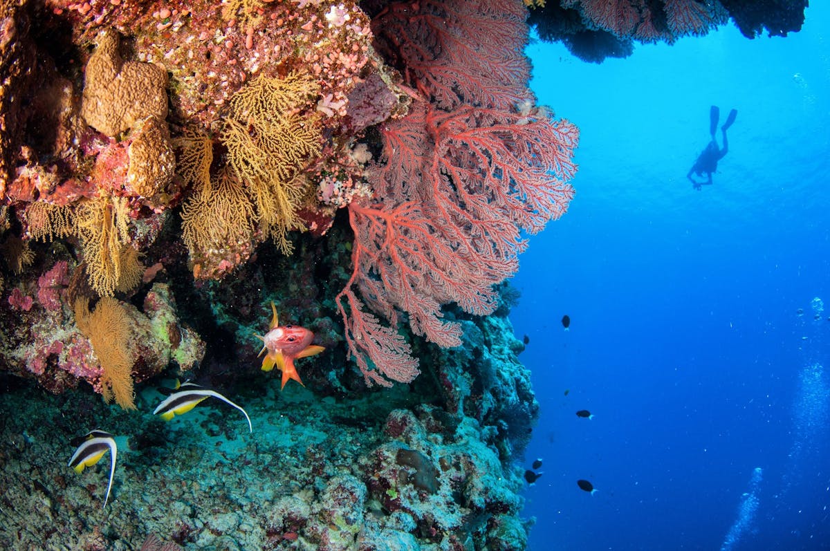 Deep Wall Scuba Diving