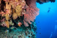 Deep Wall Scuba Diving