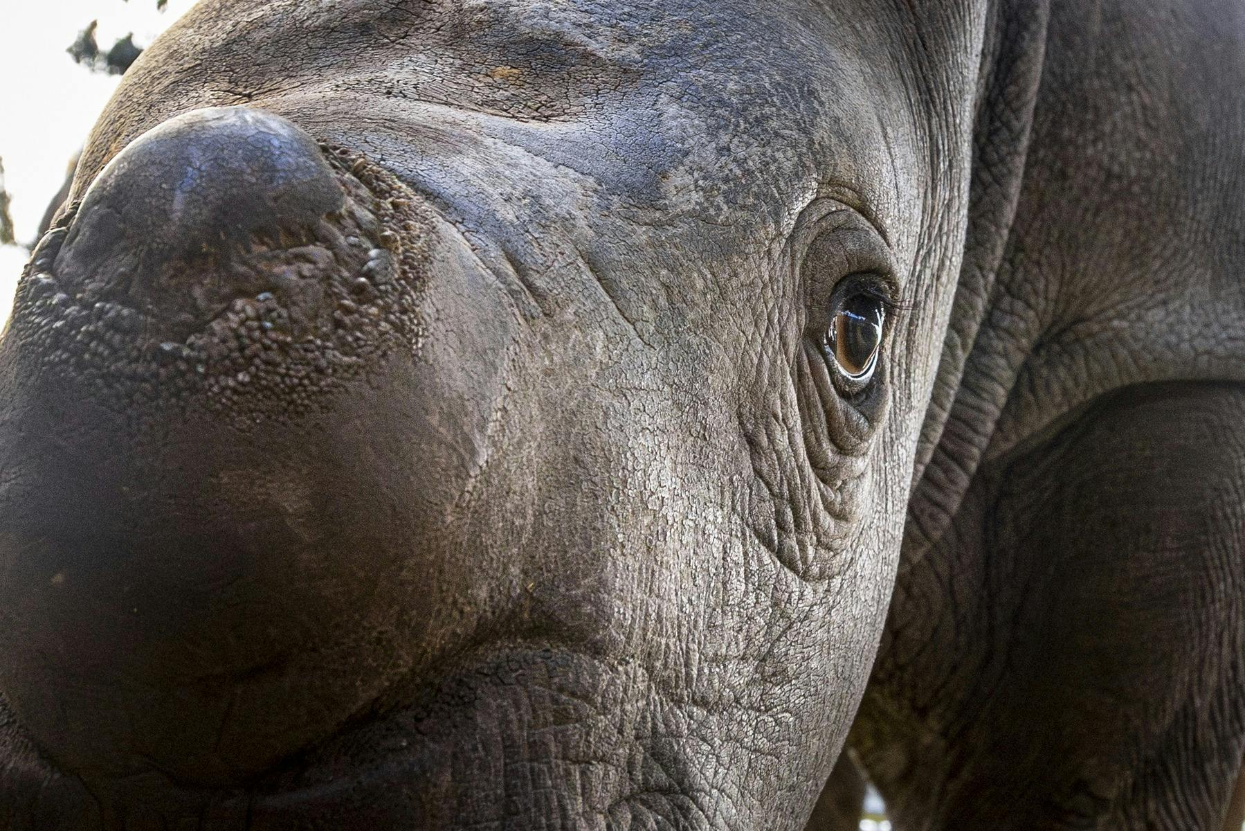 Raising Rhinos Experience at Werribee Open Range Zoo