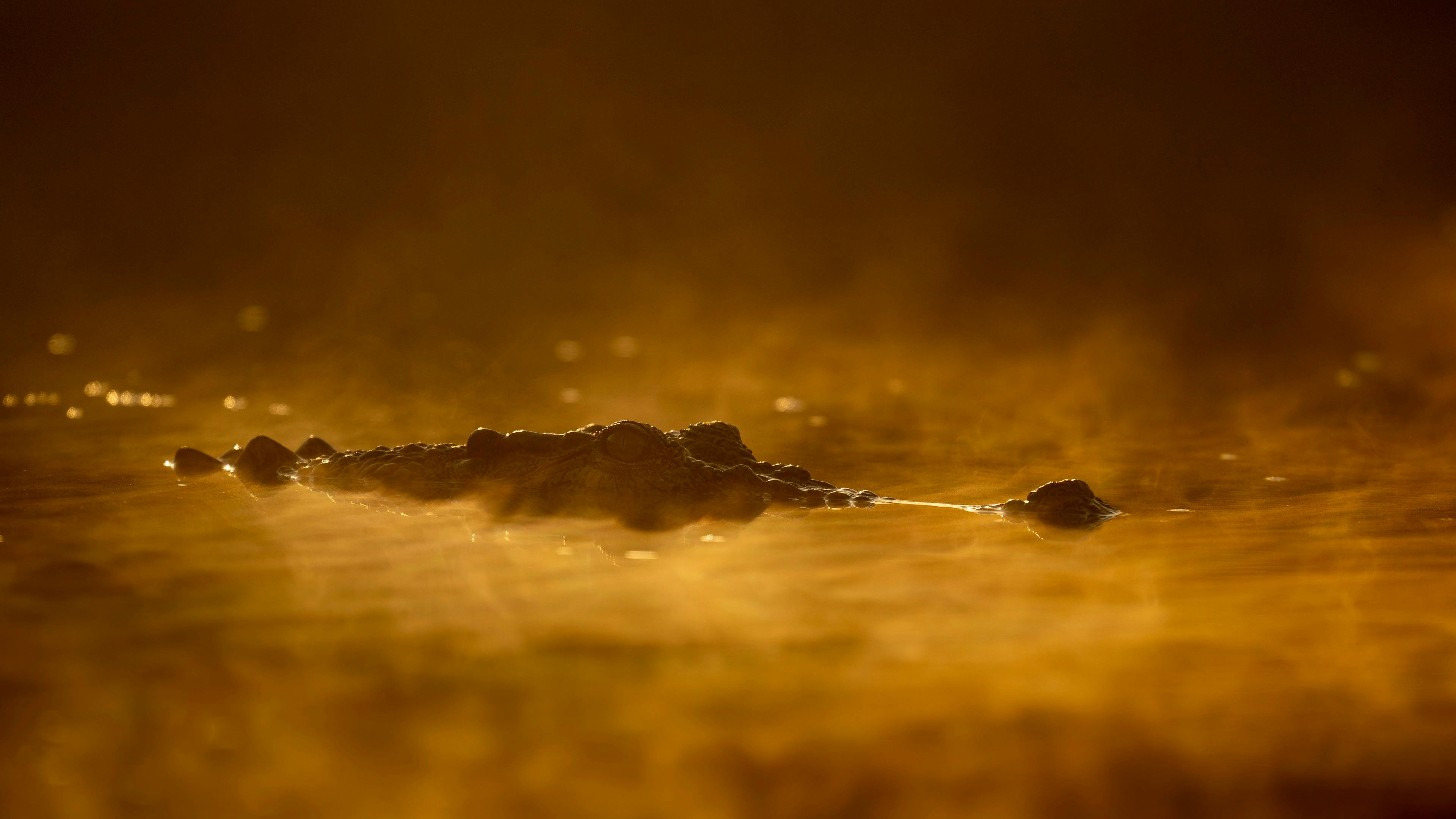 WILDFOTO Full Day Private 4WD and Boat Safari