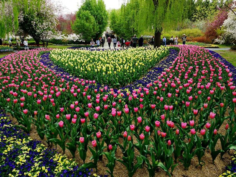 Image for Tulip Top Gardens
