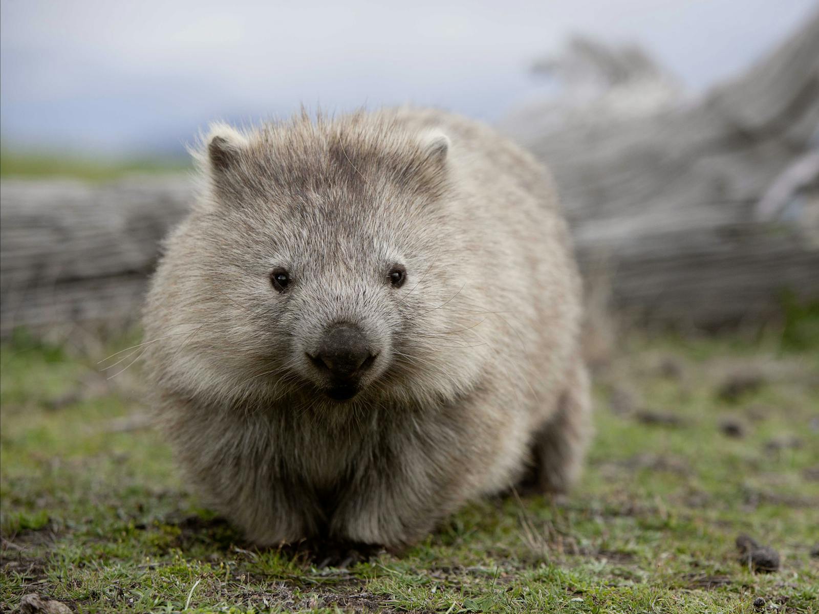 Wombat