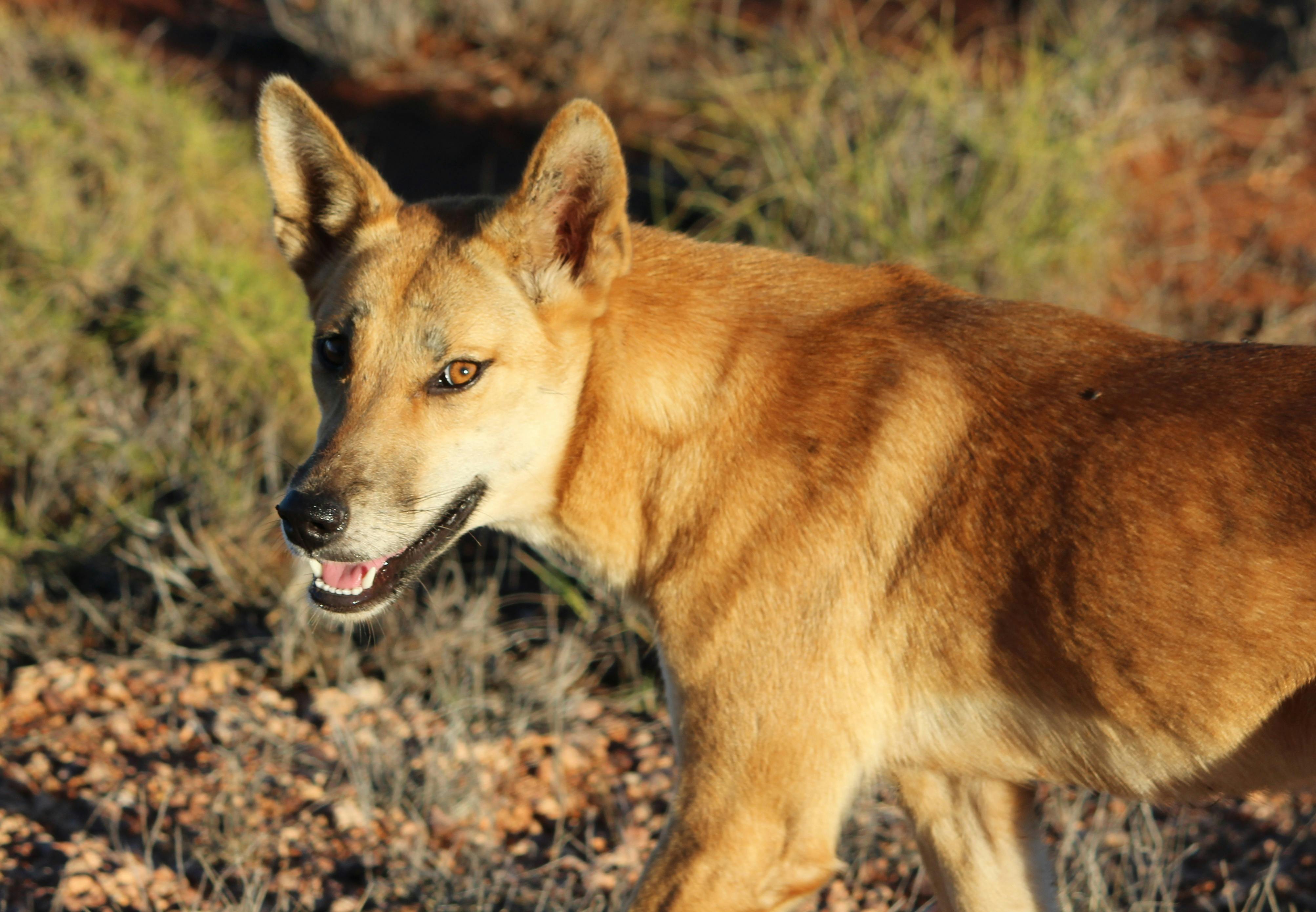 dingoes
