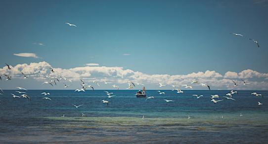 Myponga Beach - Myponga Beach, Attraction | South Australia