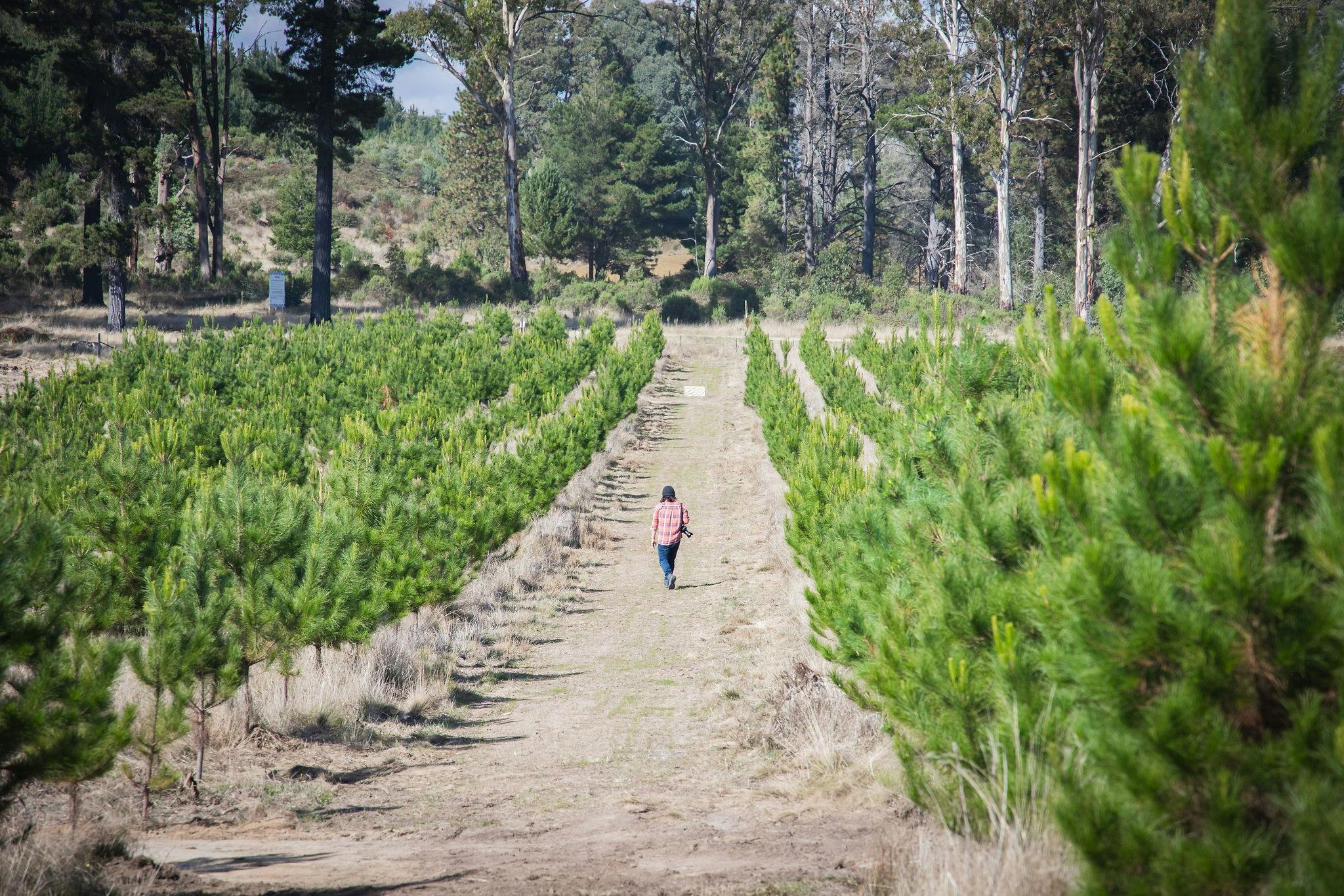 New grove of Sugar Pines