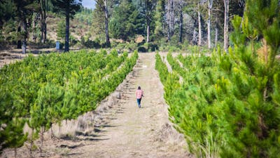 New grove of Sugar Pines