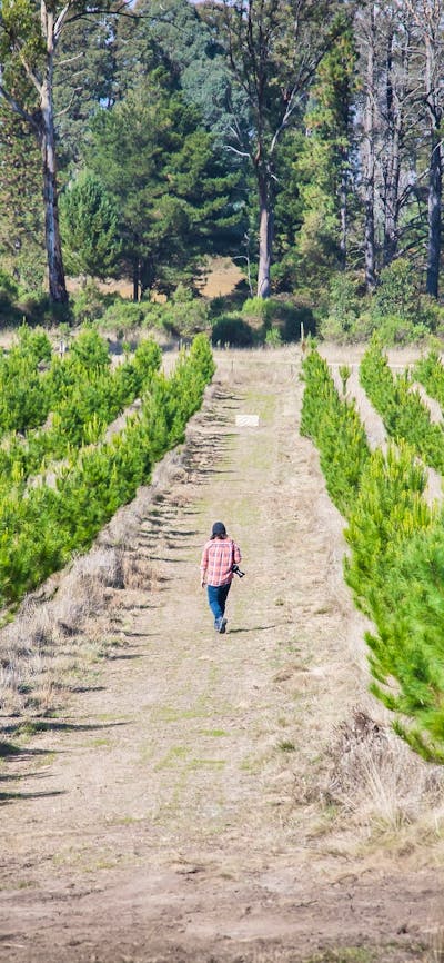 New grove of Sugar Pines