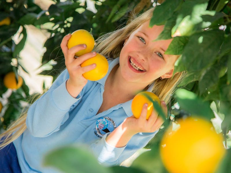Image for Bingara Orange Festival