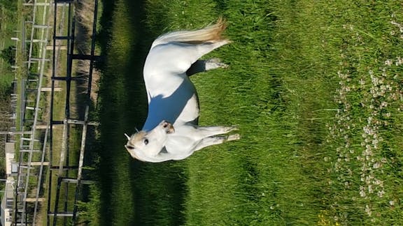 Meroo Meadow Childrens Riding Centre