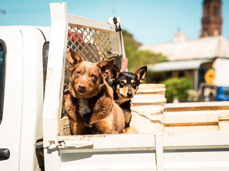 Working dogs are part of the fabric of the Hilltops Region
