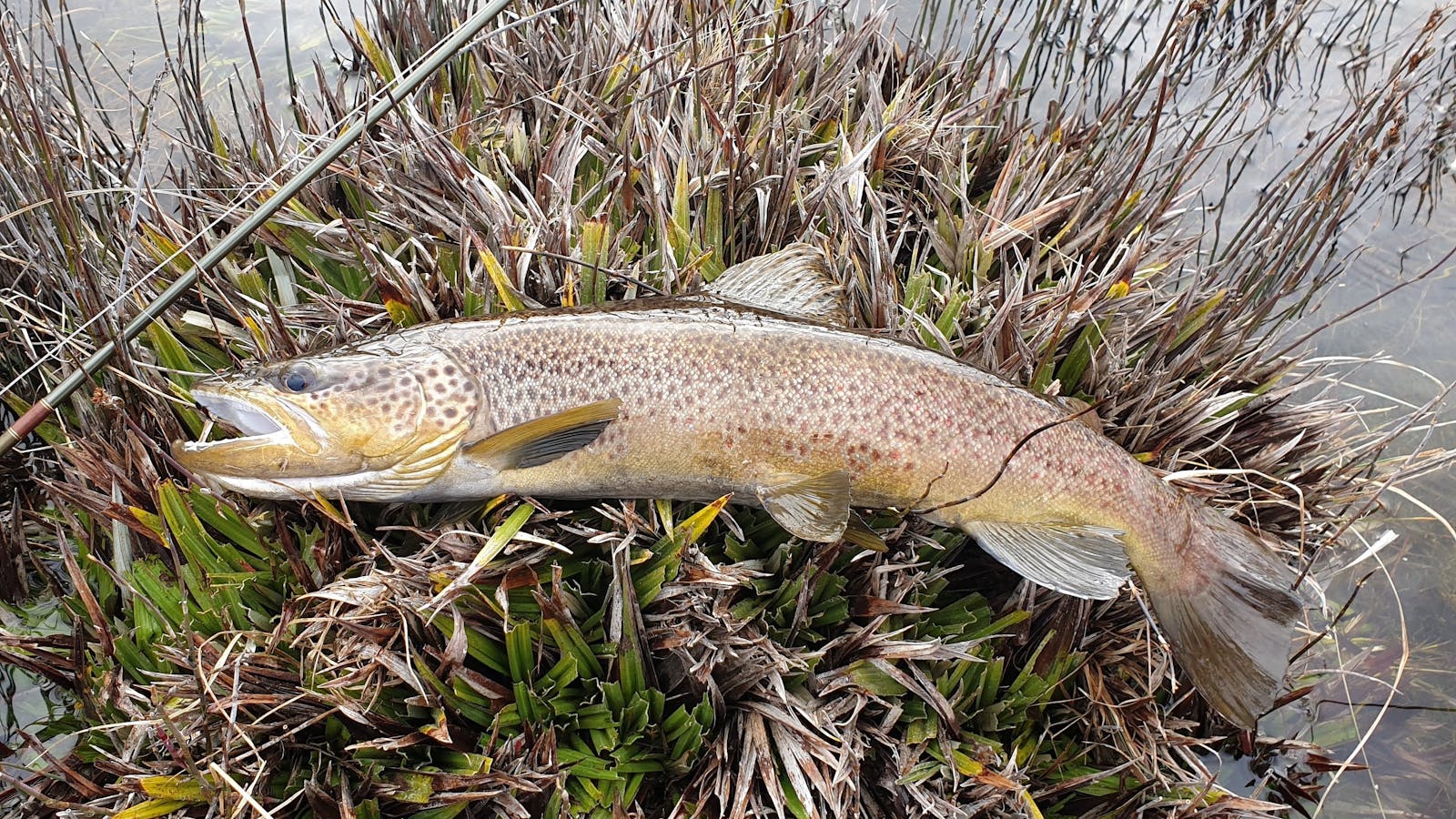 Little Pine Lagoon - Brown Trout