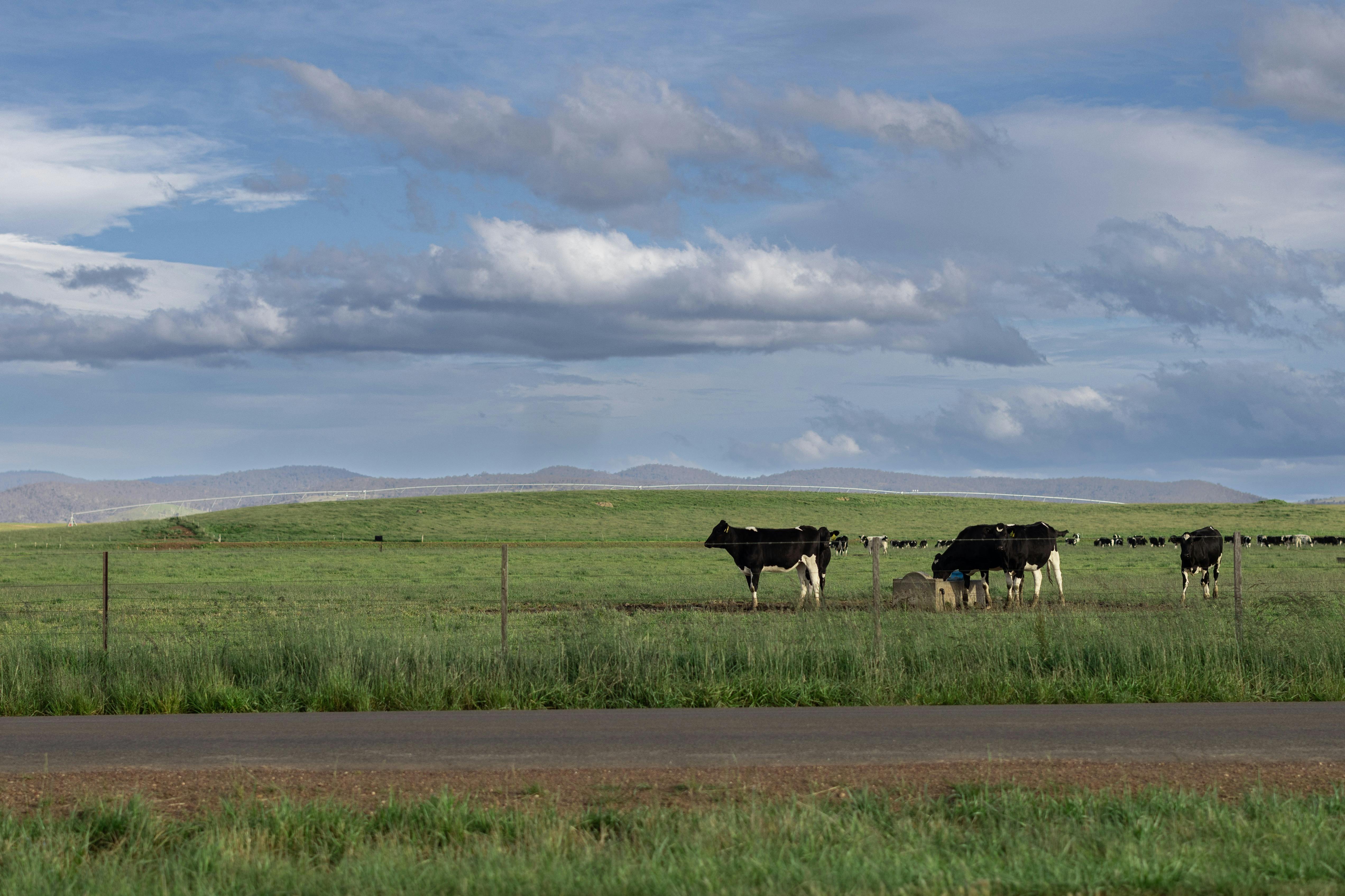 Rolling green hills Tasmania's Midlands