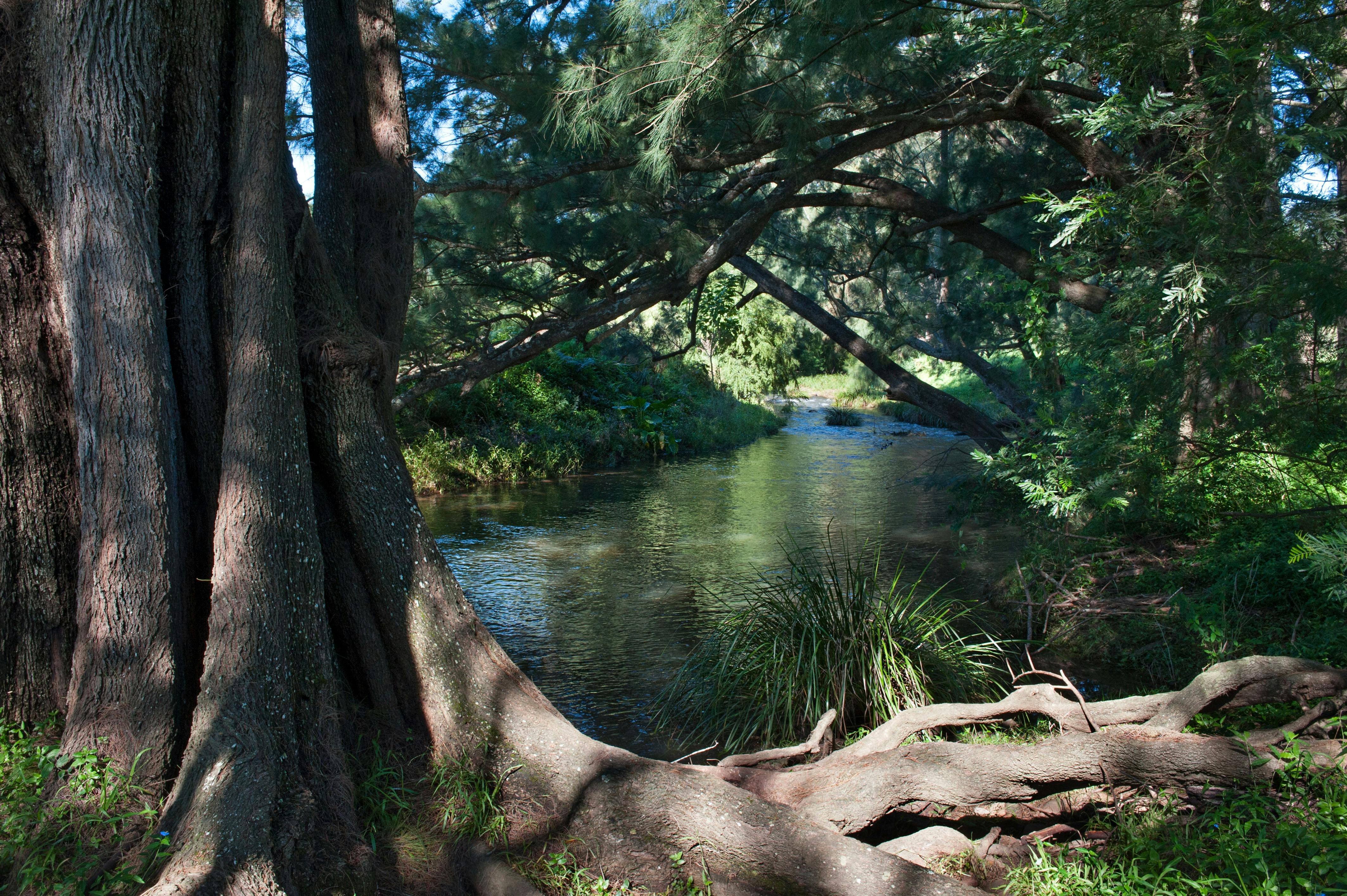 A creek with a large tree in the foreground