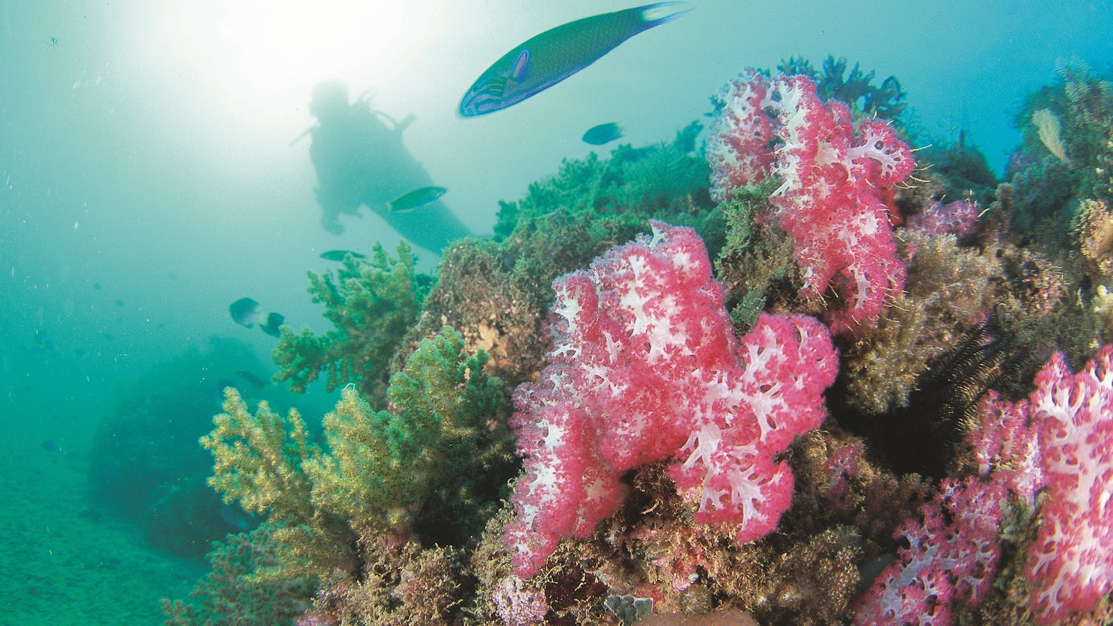Ningaloo Marine Park