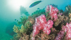 Ningaloo Marine Park