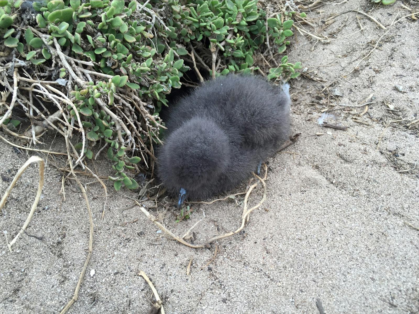 Shearwaters or Tasmanian Mutton bird Flinders Island Tasmania