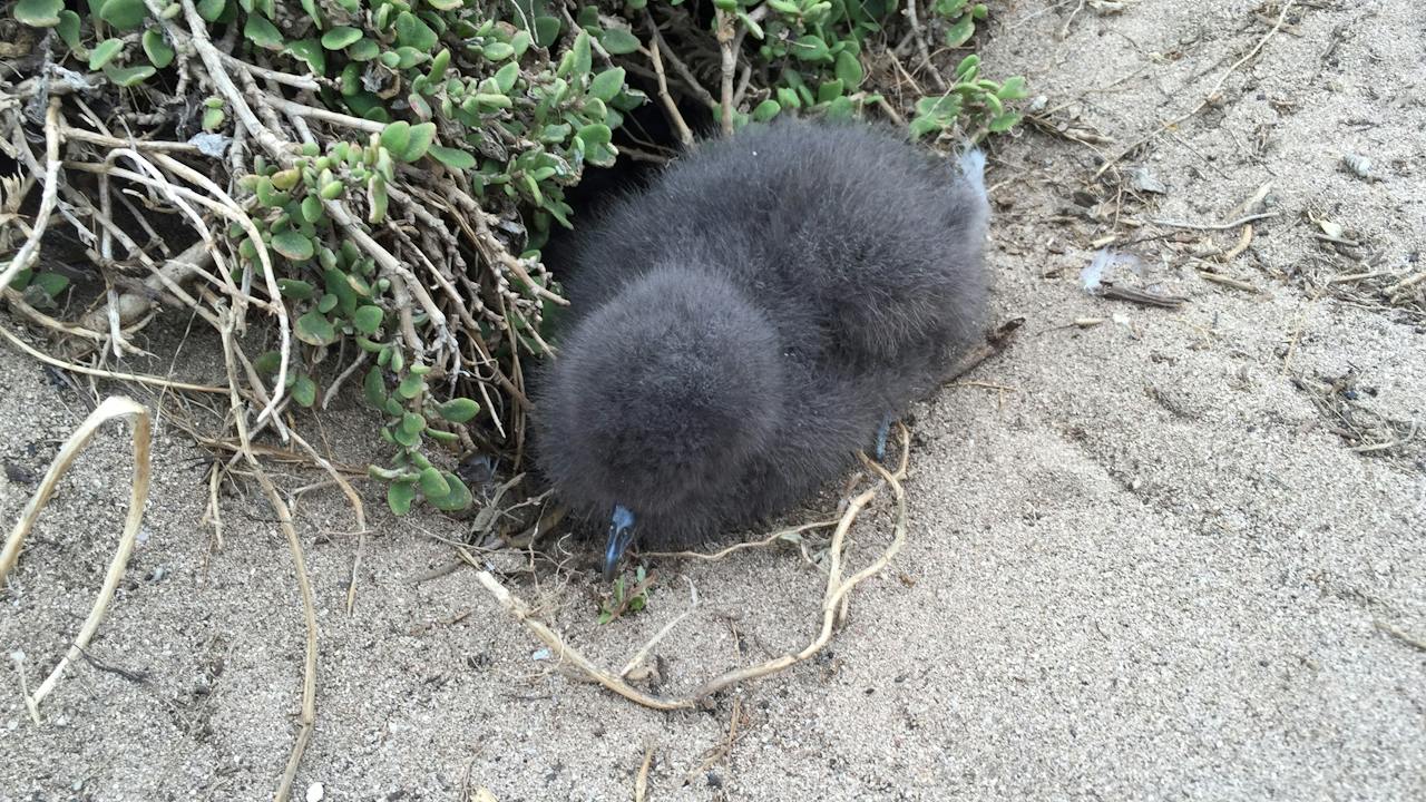 Shearwaters or Tasmanian Mutton bird next to its burrow
