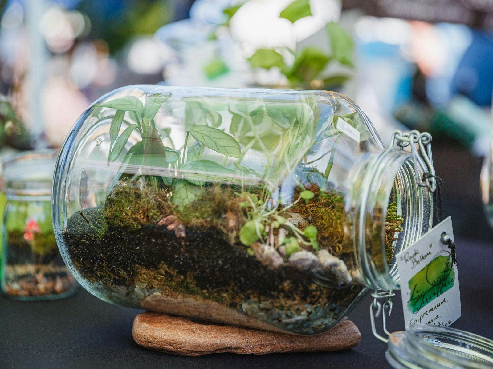 SGF Terrariums