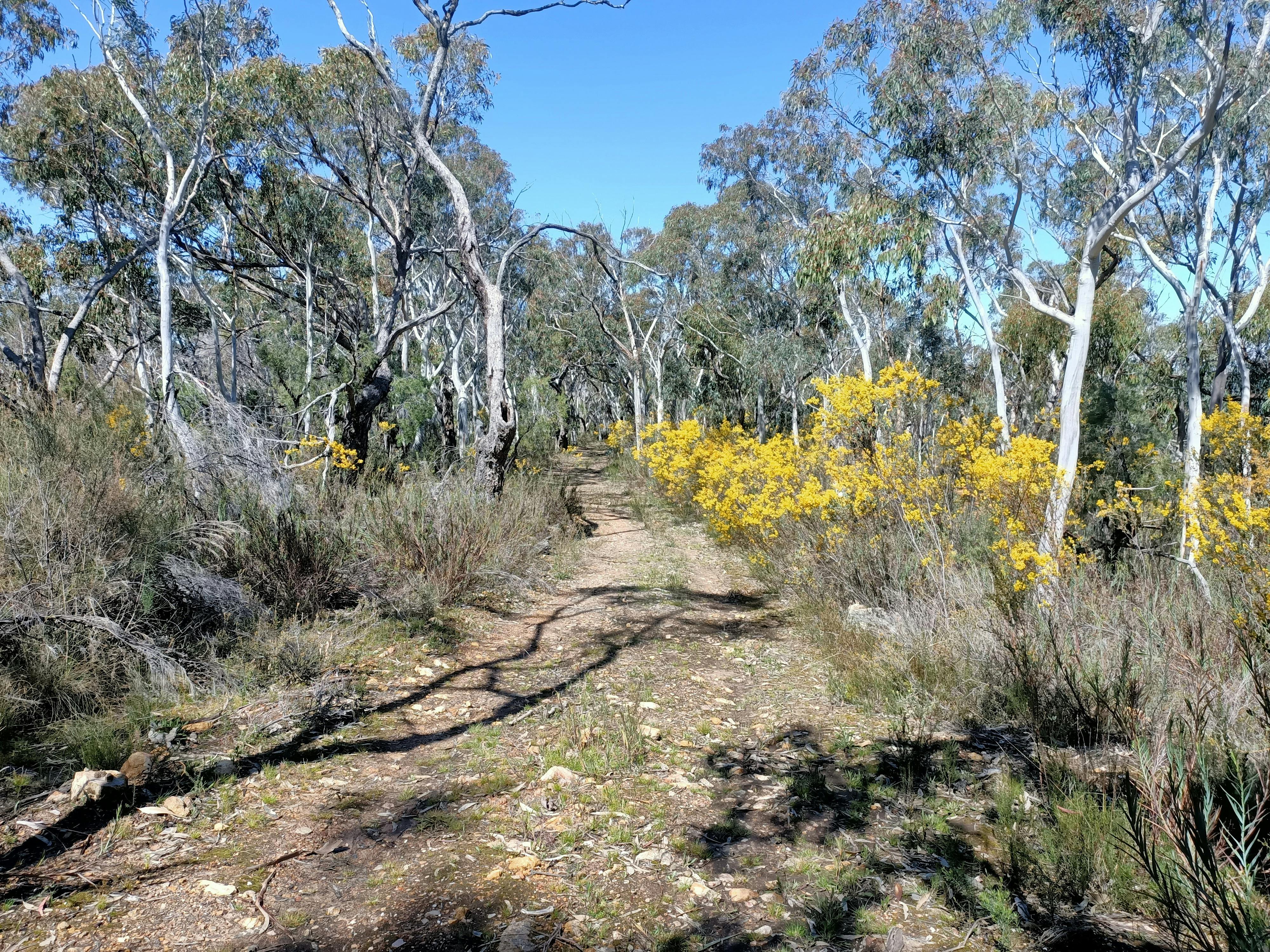 Bushwalking,  Birdwatching, Bathurst