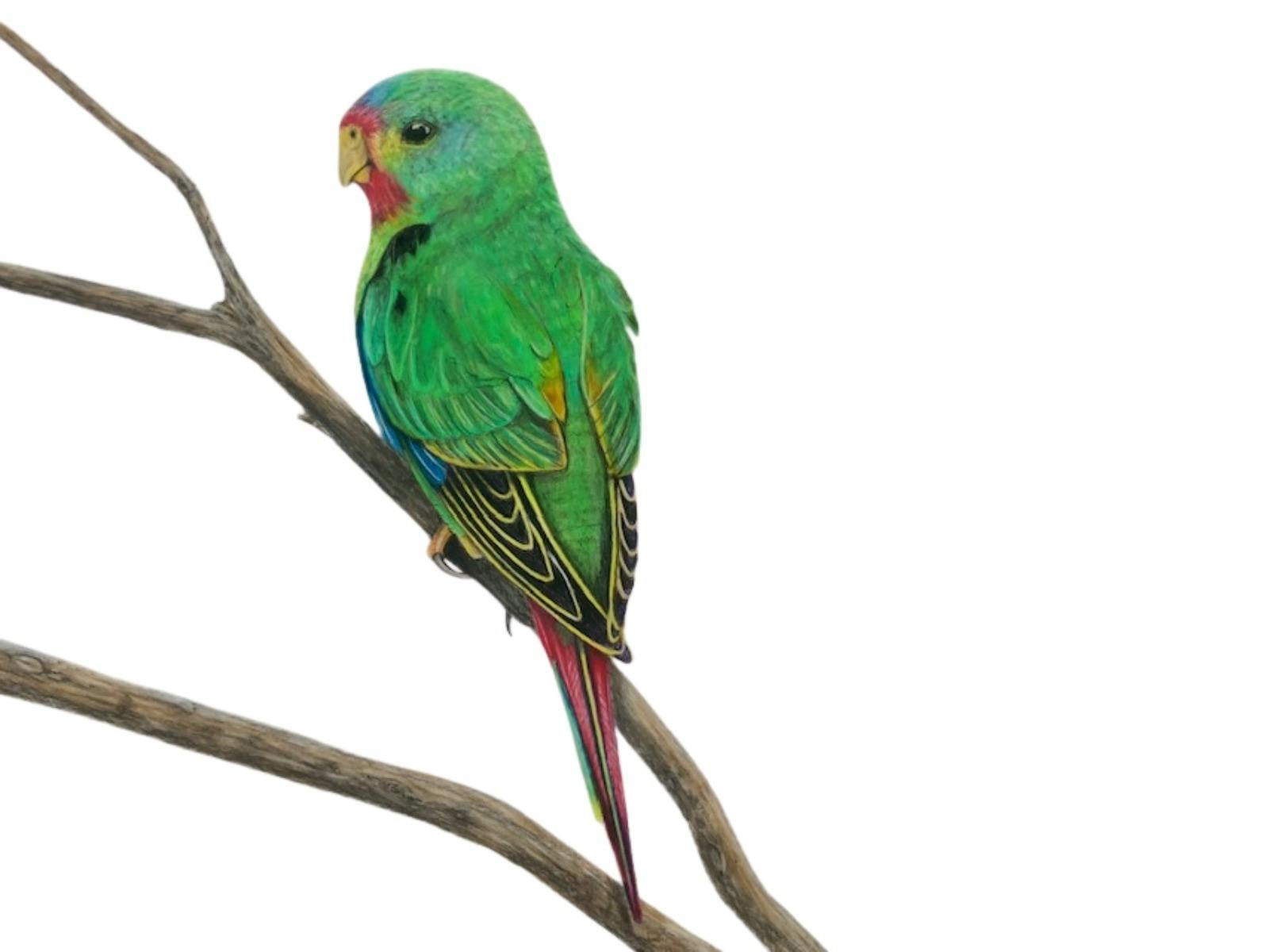 Art Exhibition by Tasmanian Artist featuring birds and sealife