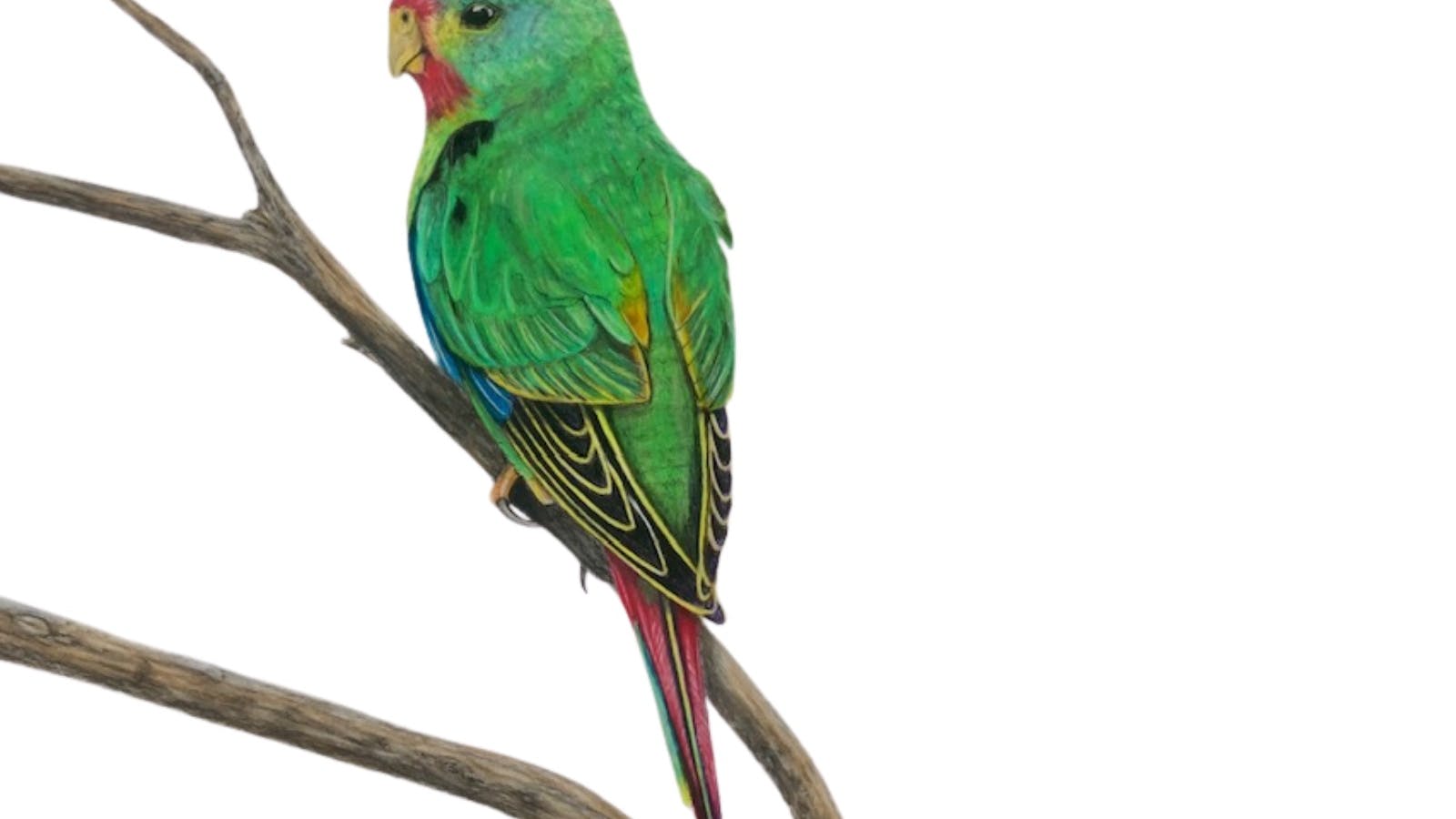 Art Exhibition by Tasmanian Artist featuring birds and sealife