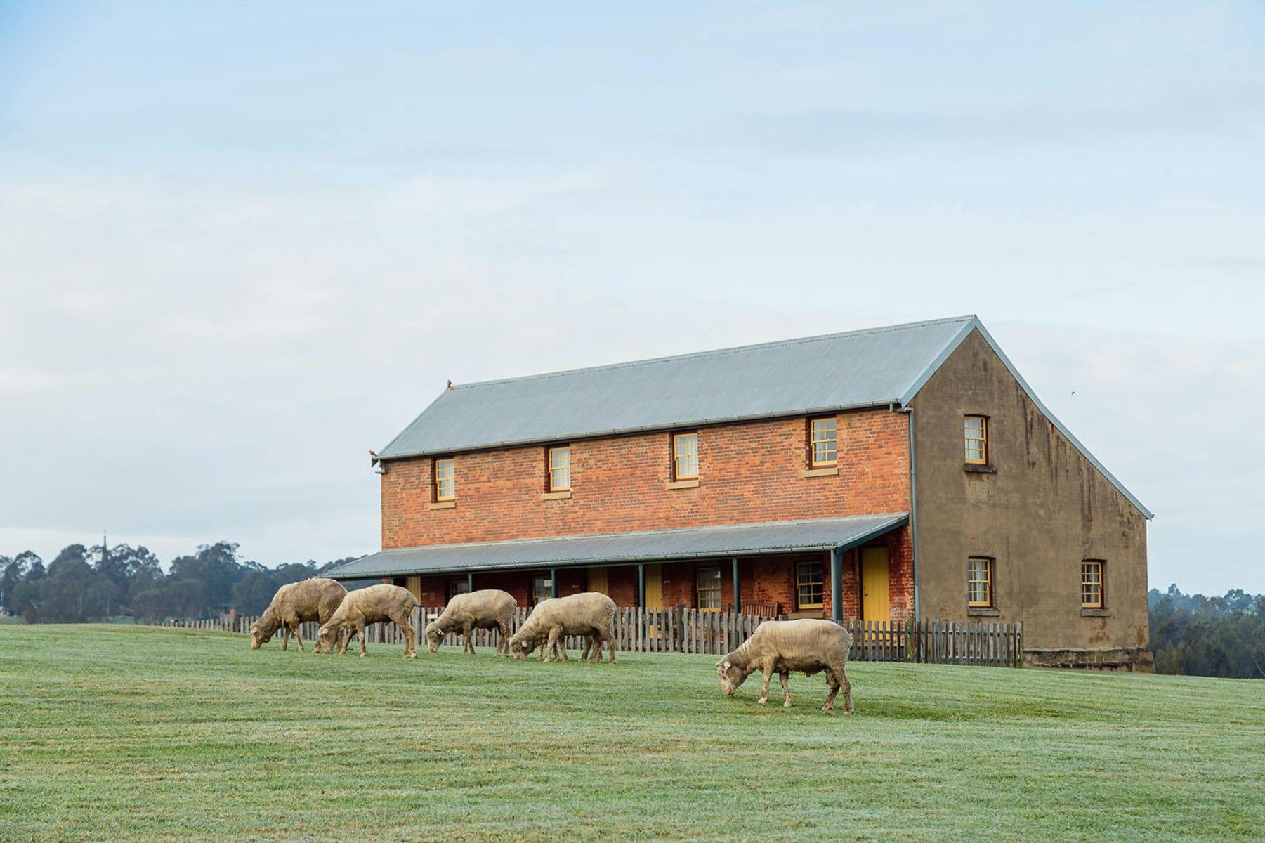 ハンターバレーのザ・バラックスの霧のかかった朝。近くで農場の動物たちが草を食んでいます。