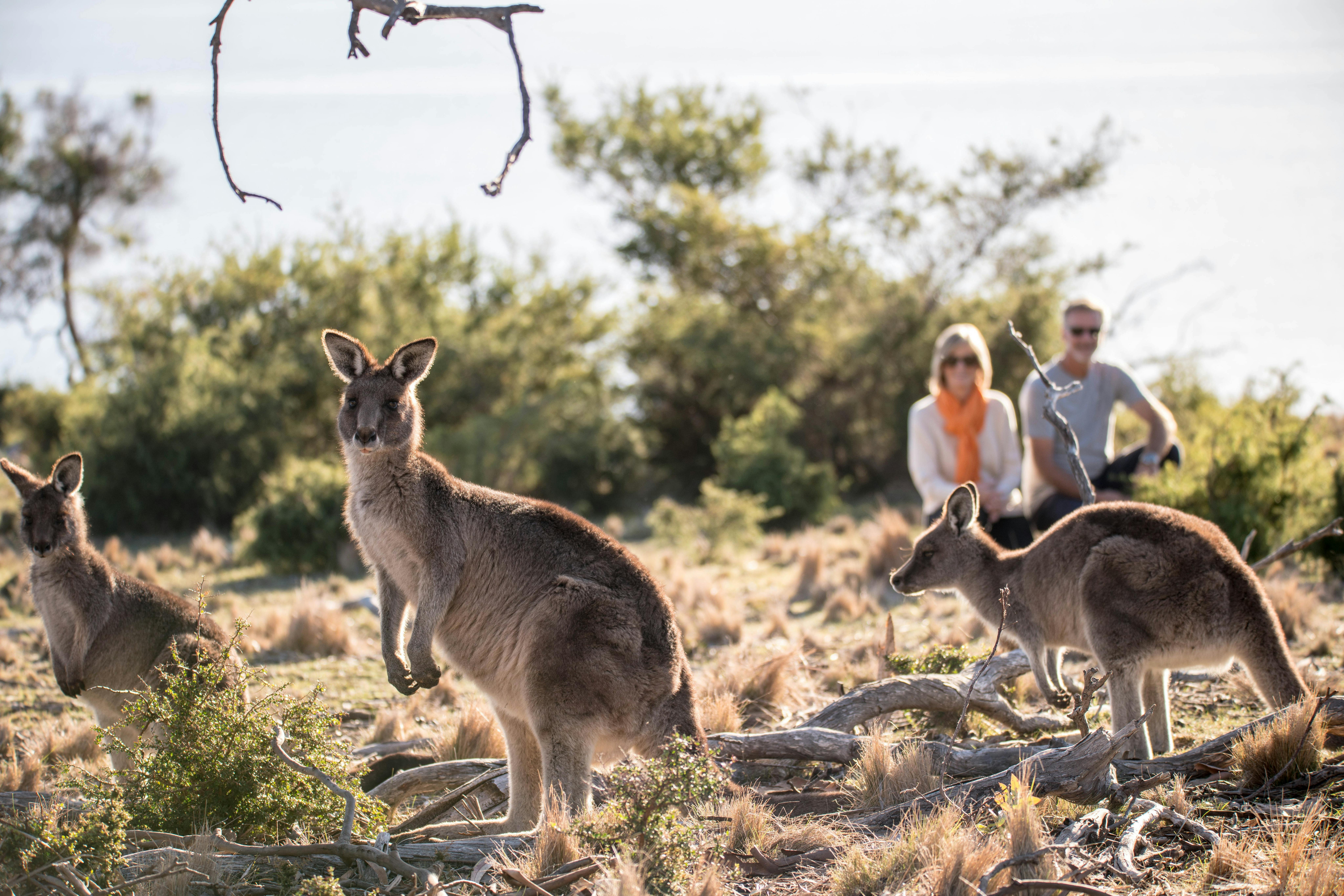 Wilderness and Wildlife - Premier Travel Tasmania