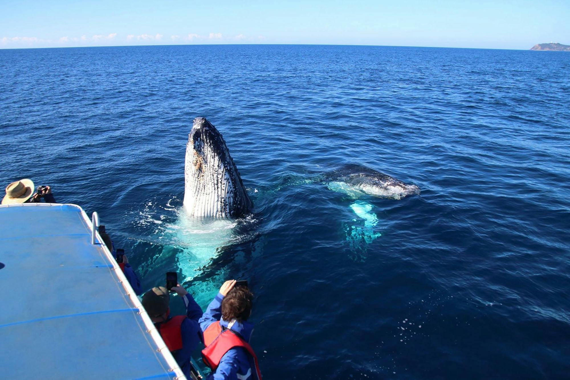 Humpback whales having a look at whale watchers